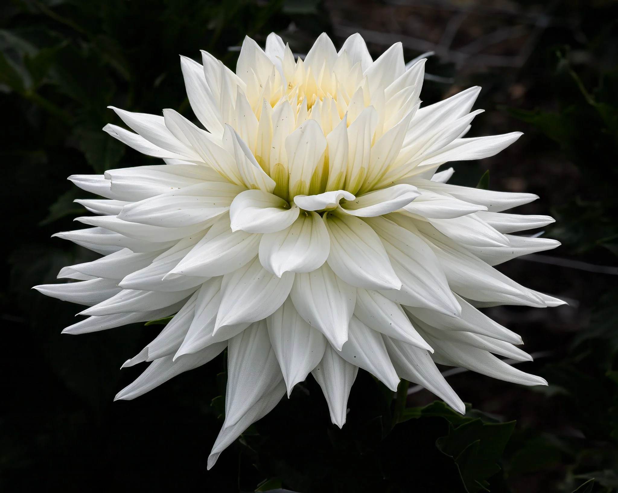 250904  Dahlias  20-1.jpg