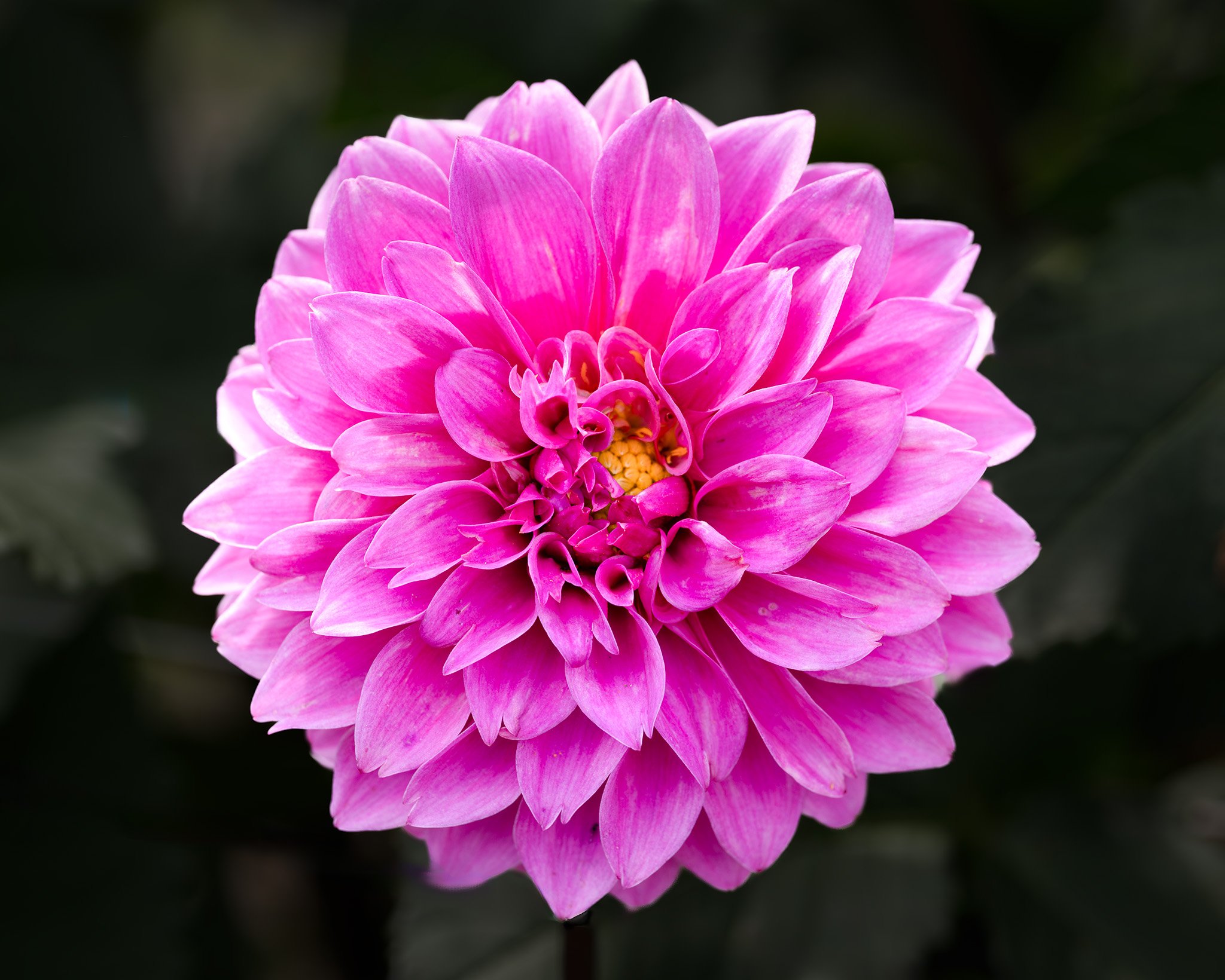 250904  Dahlias  34-1.jpg
