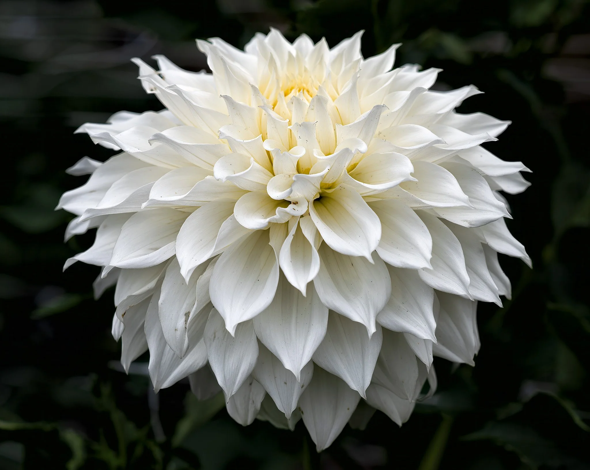 250904  Dahlias  37-1.jpg