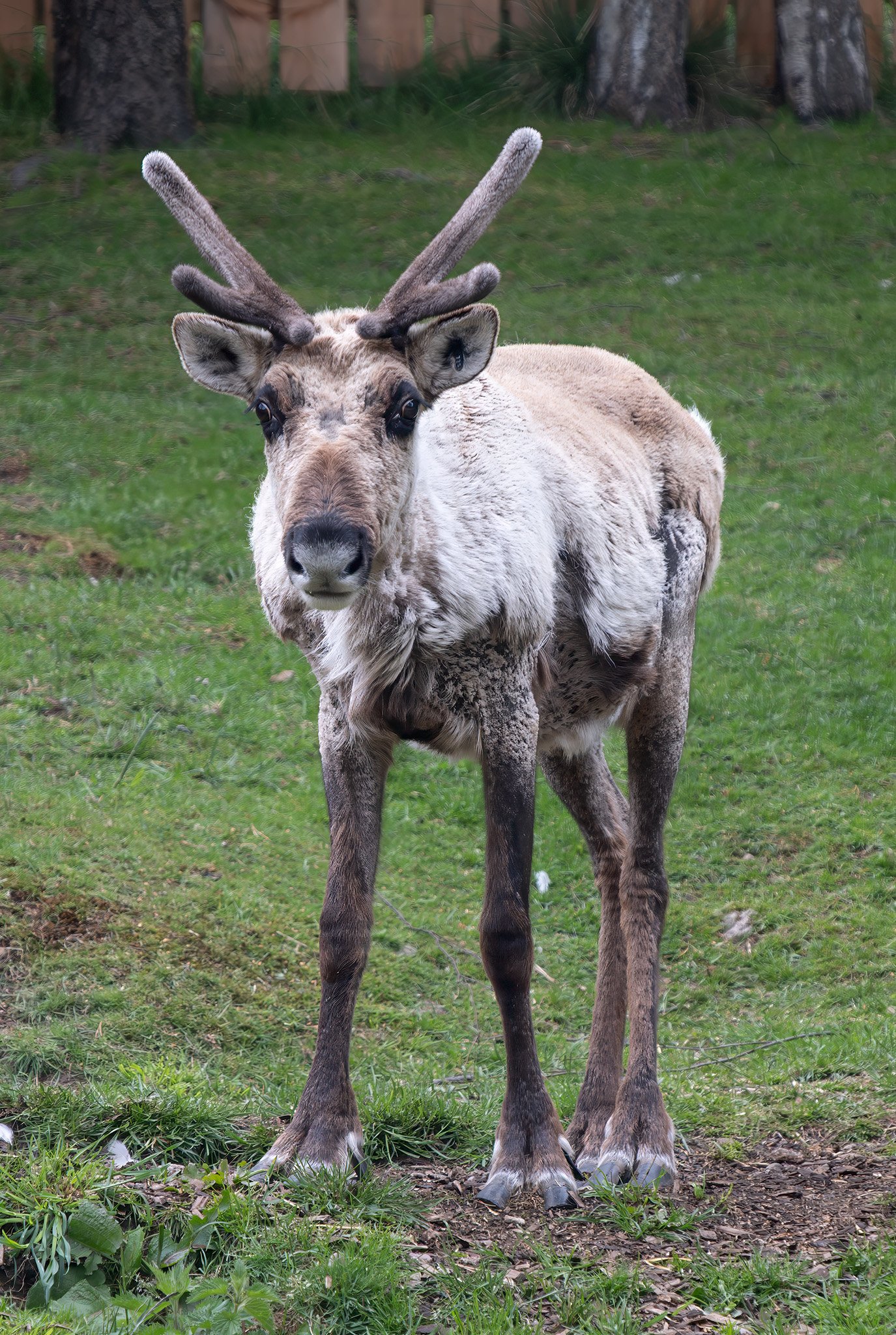 Cairngorm Reindeer Centre 