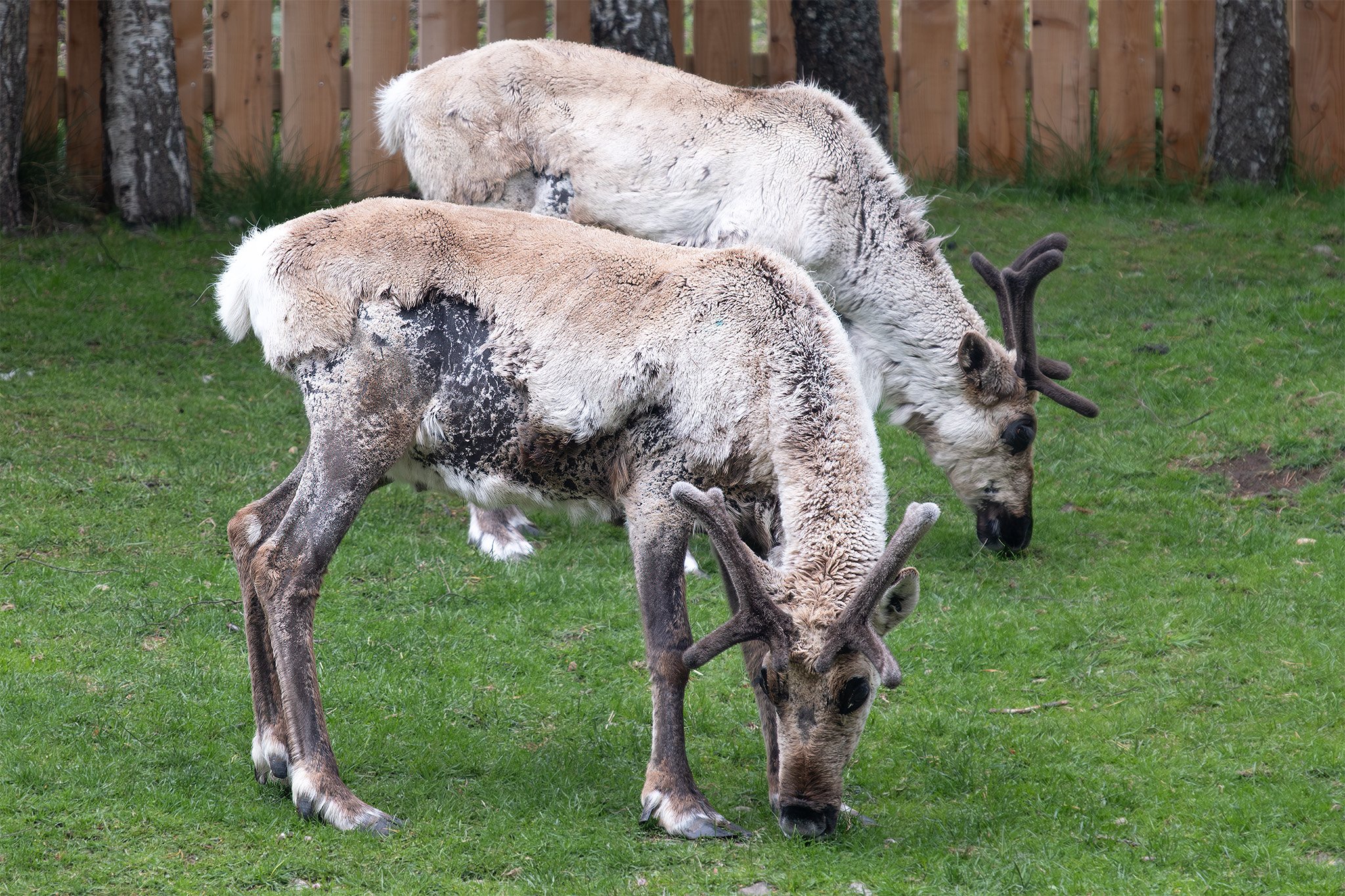 Cairngorm Reindeer Centre 