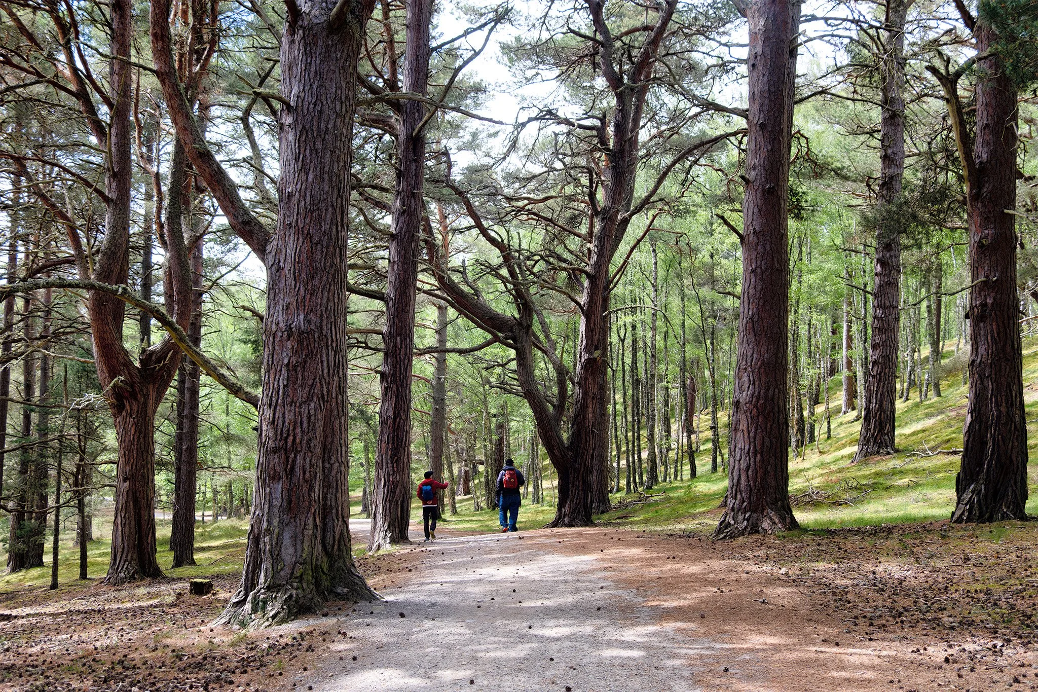 Hiking the Speyside Way Trail 