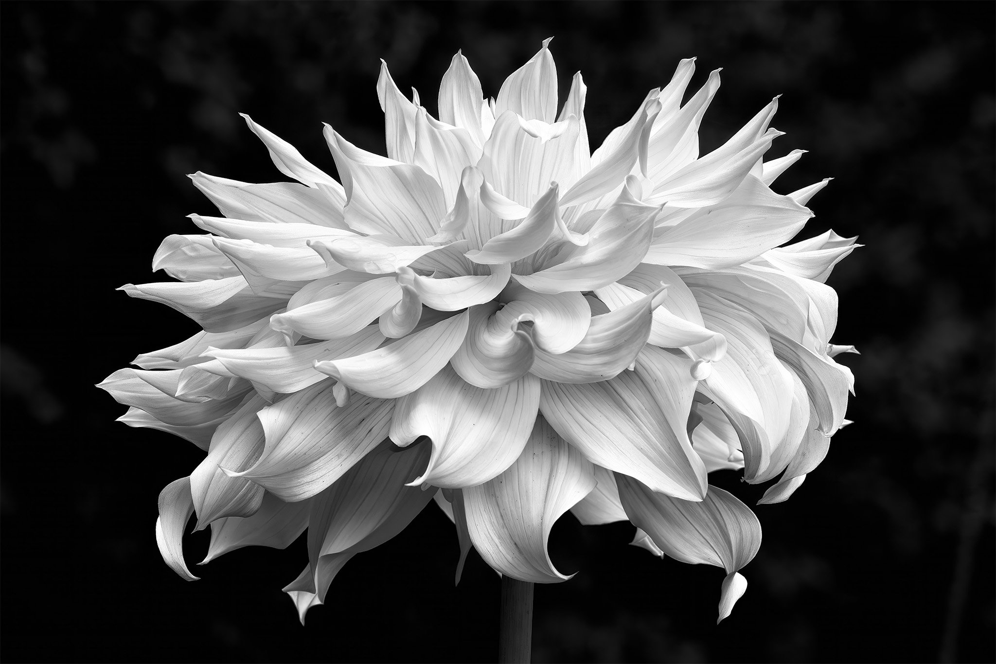 250910  Dahlias  02-1 bw.jpg