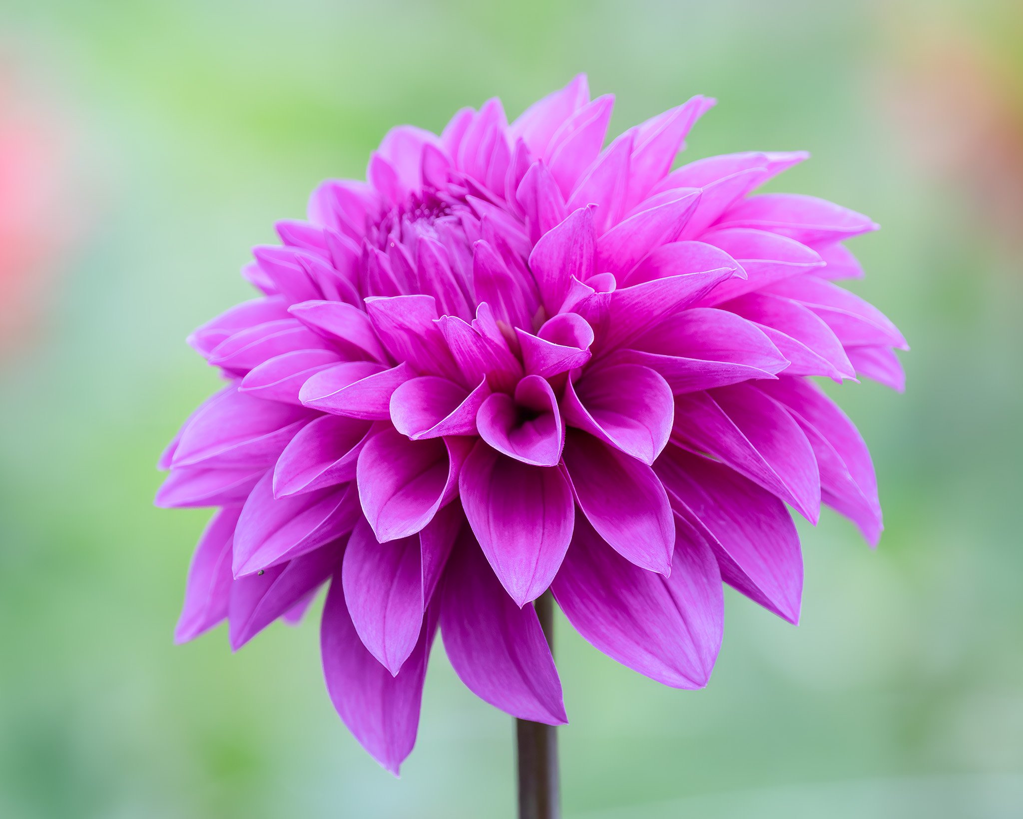 250910  Dahlias  49-1.jpg