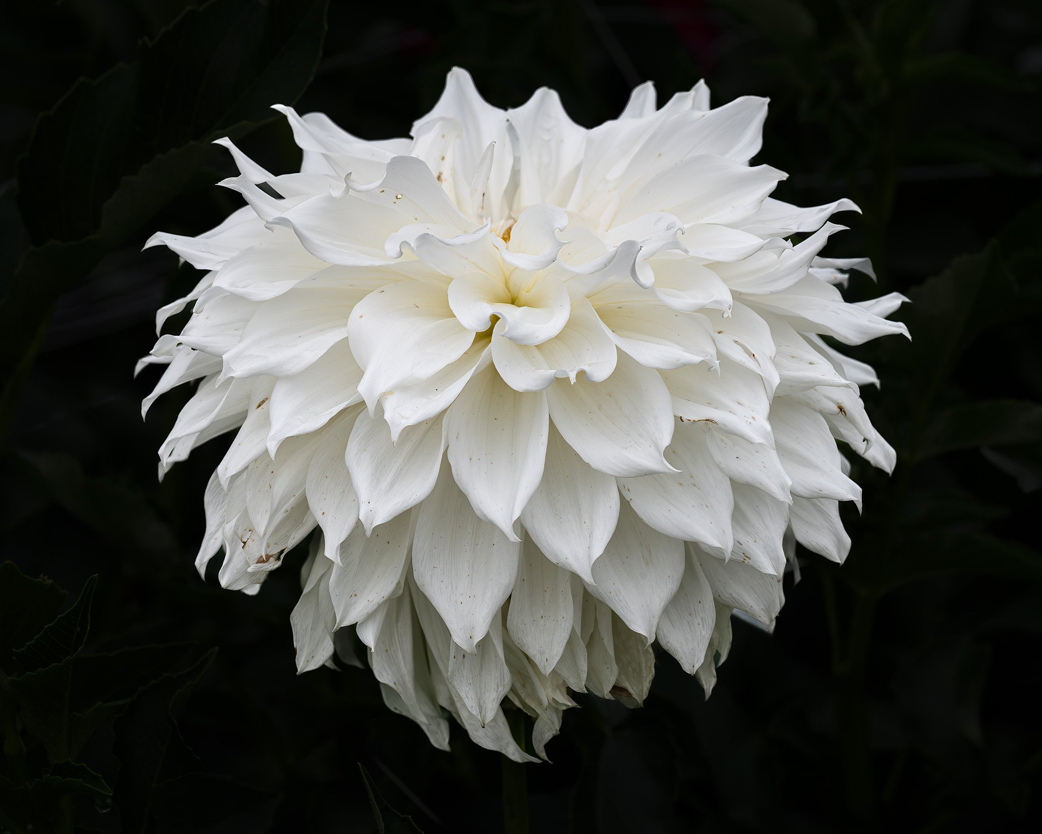 250910  Dahlias  10-1a cr.jpg