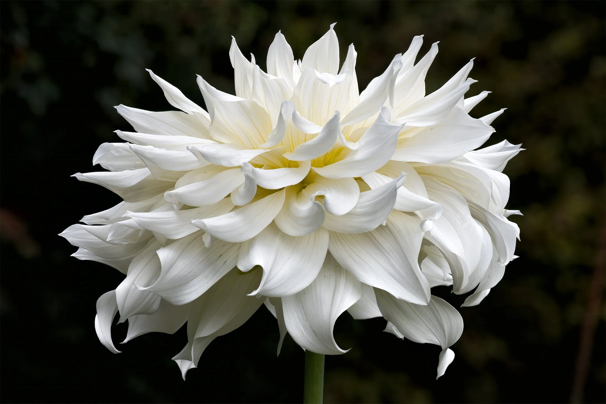 250910  Dahlias  02-1.jpg