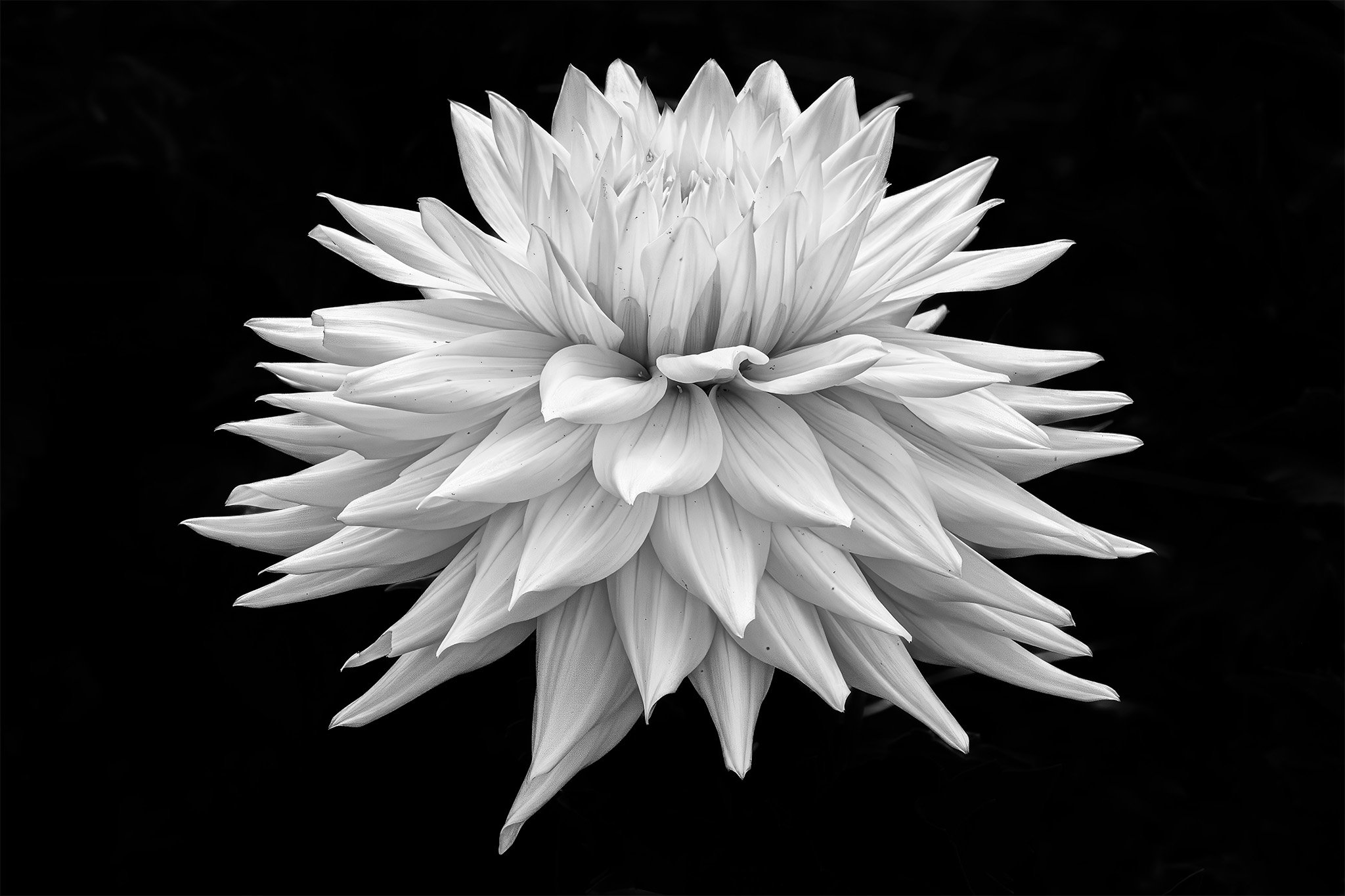 250904  Dahlias  20-1 bw.jpg