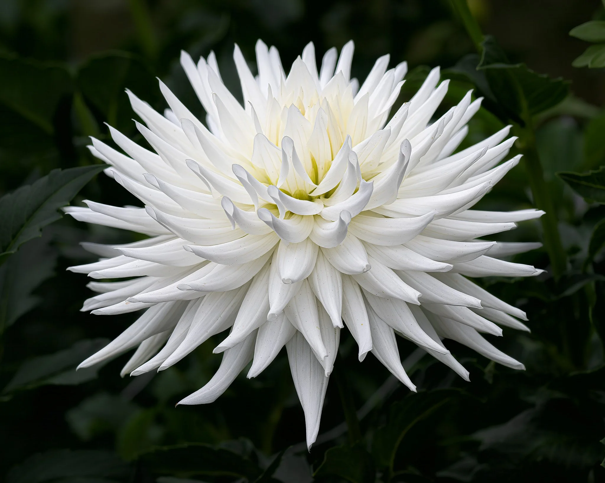 250922  Dahlias  45-1.jpg