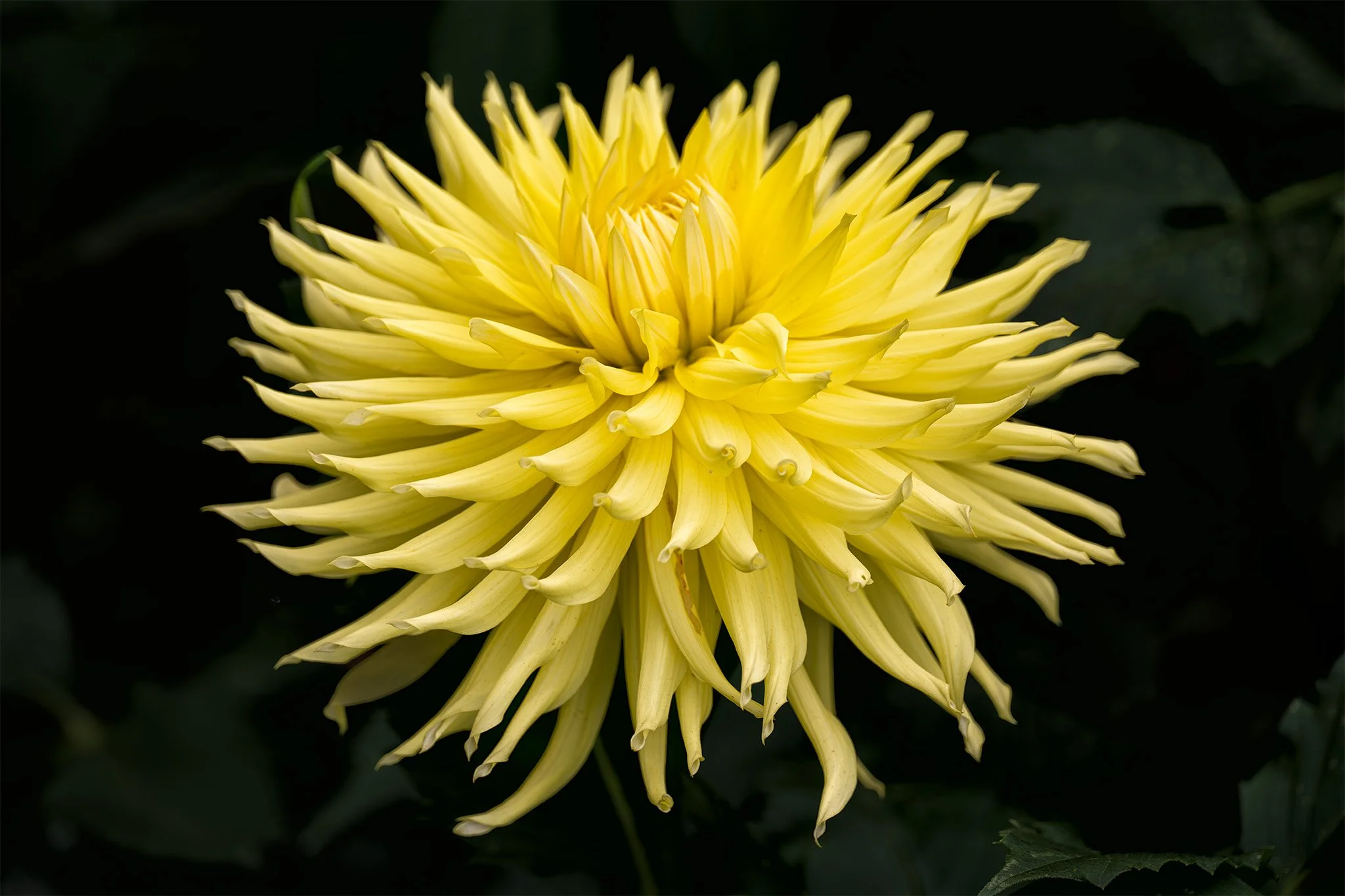 250930  Dahlias  39-1.jpg