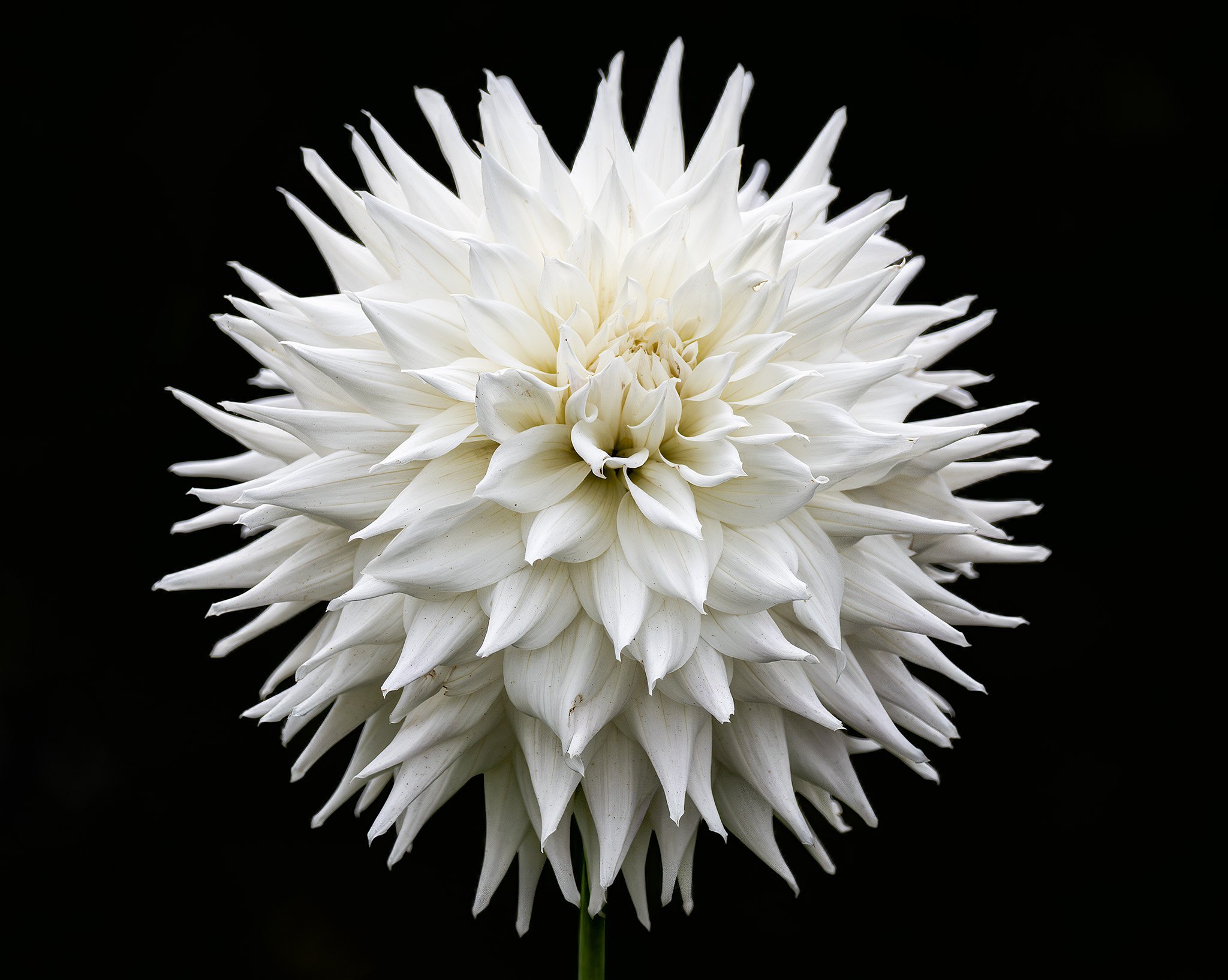 250930  Dahlias  12-1 cr.jpg