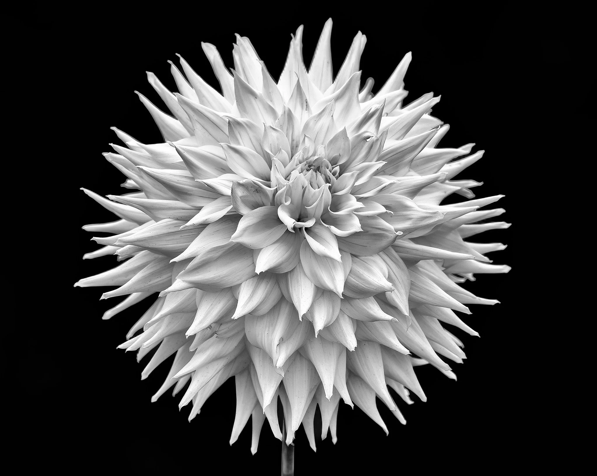 250930  Dahlias  12-1 cr bw.jpg