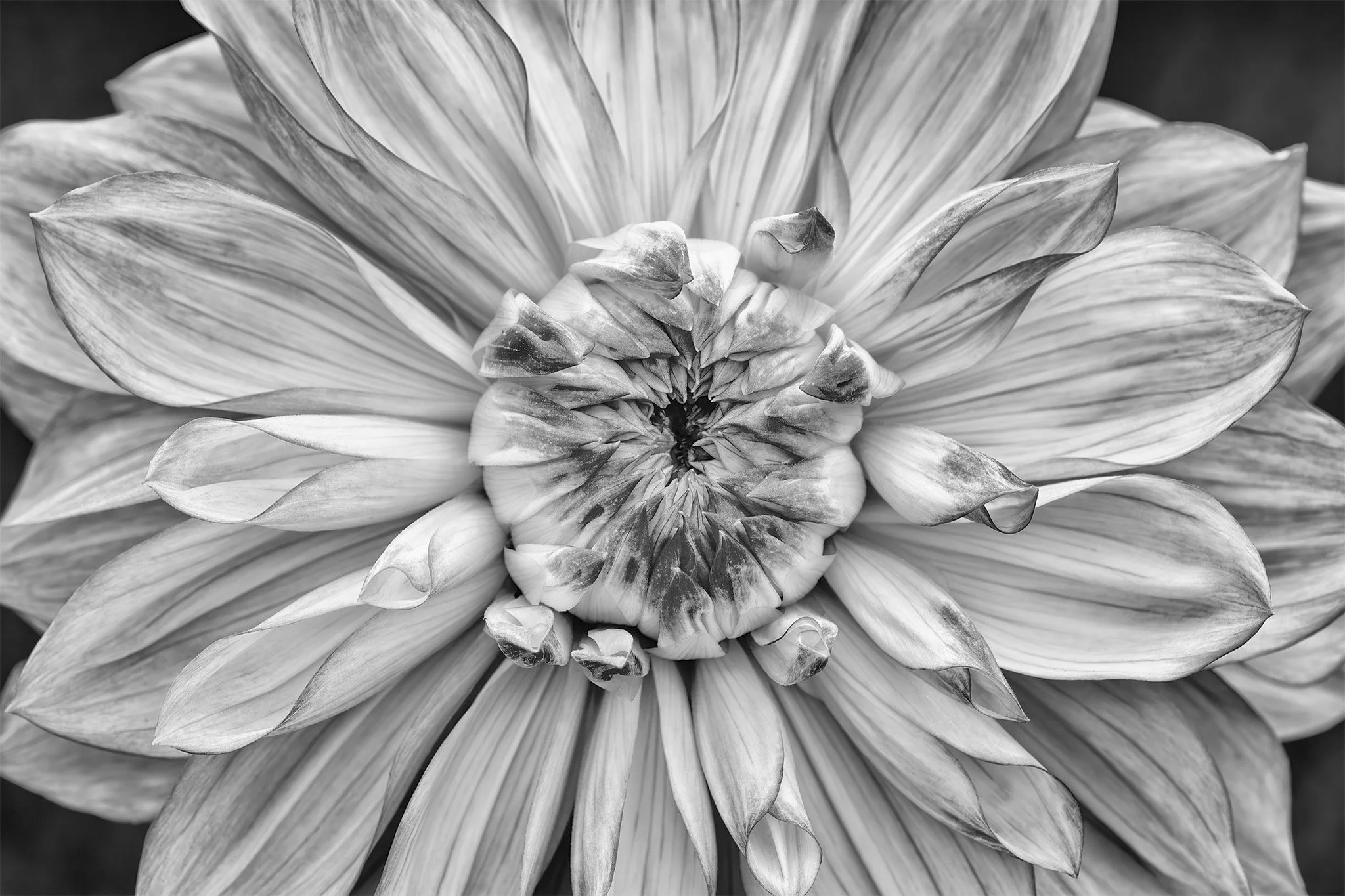 250904  Dahlias  29-1 BW.jpg