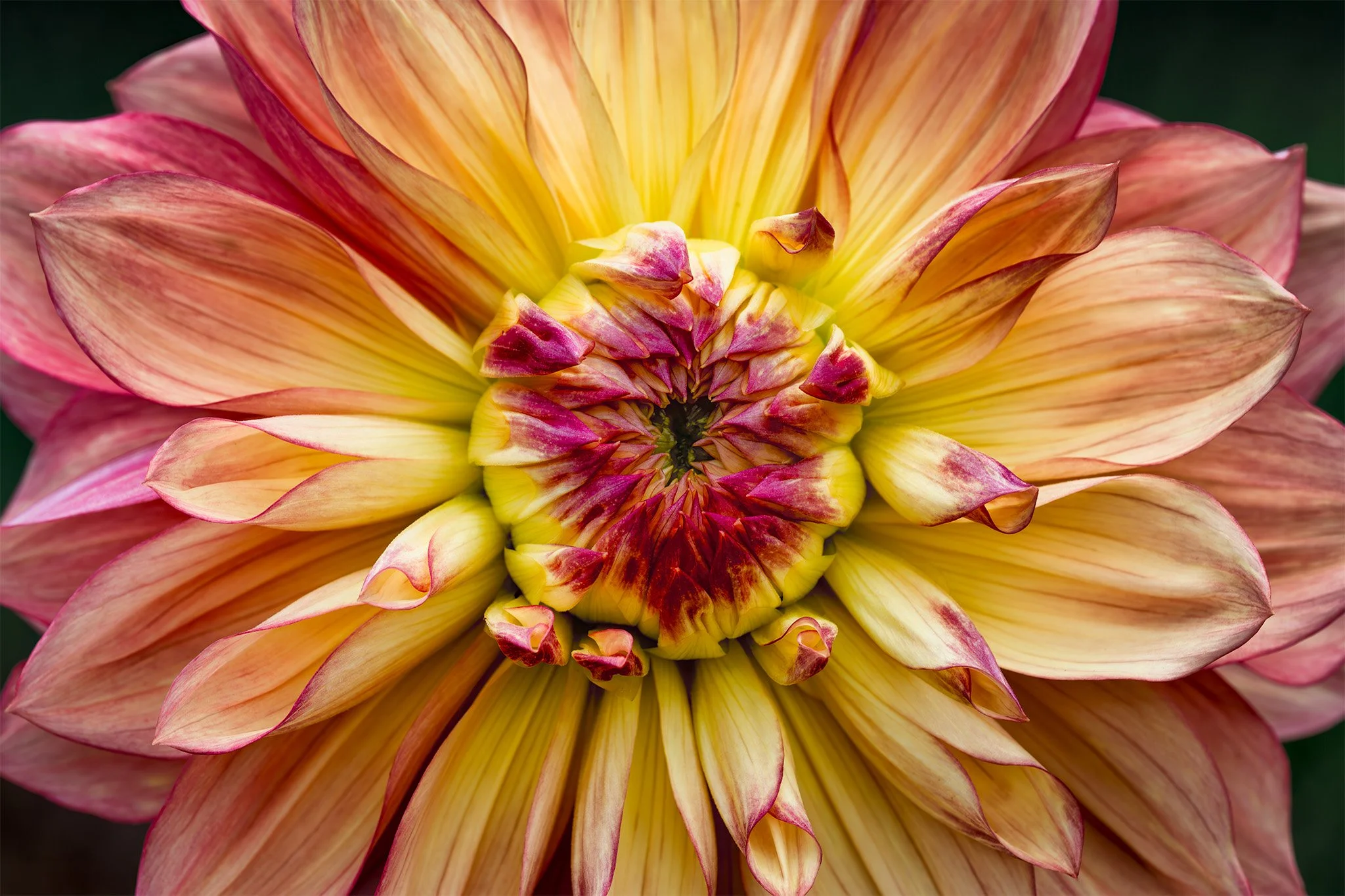 250904  Dahlias  29-1.jpg