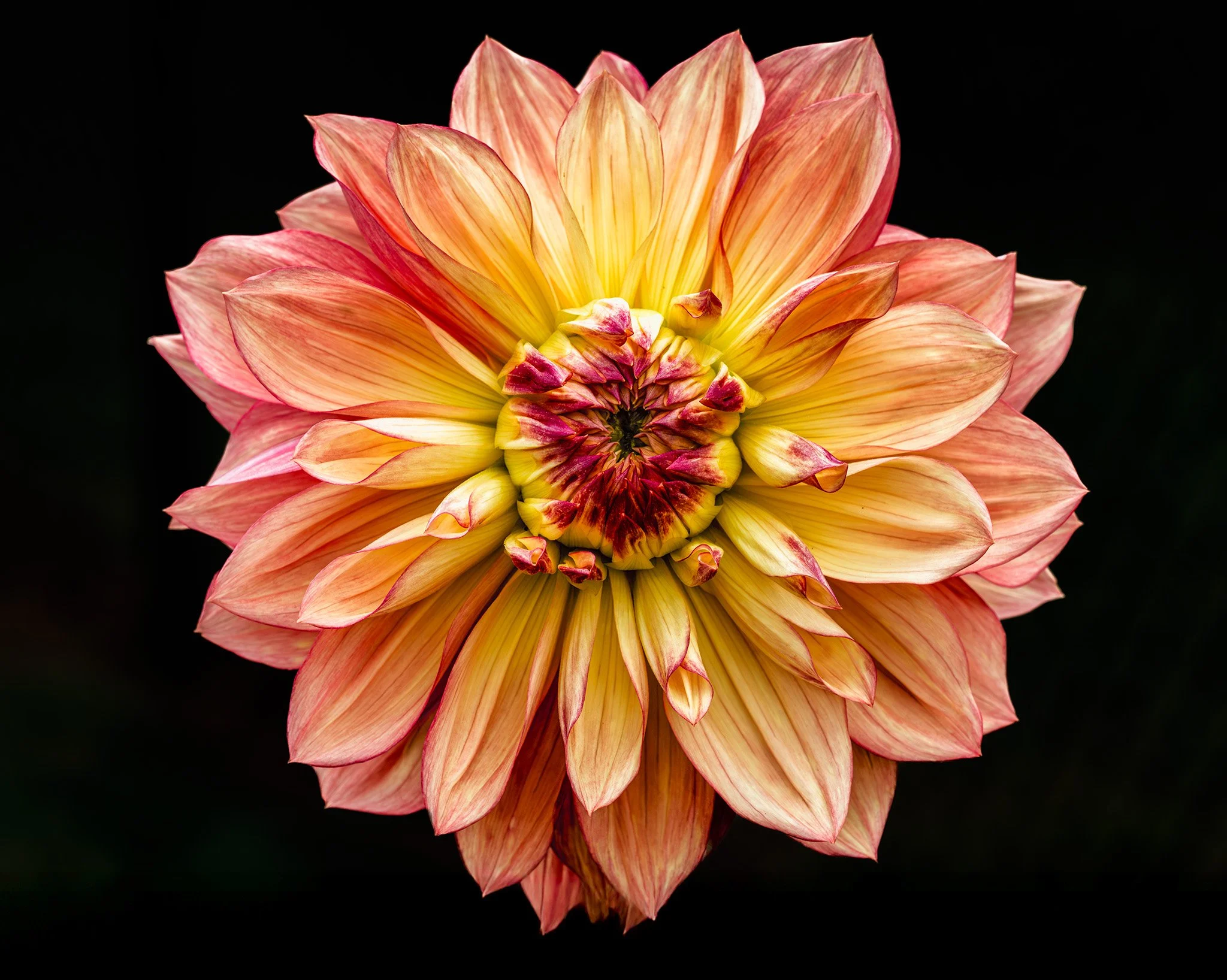 250904  Dahlias  30-1 cr.jpg