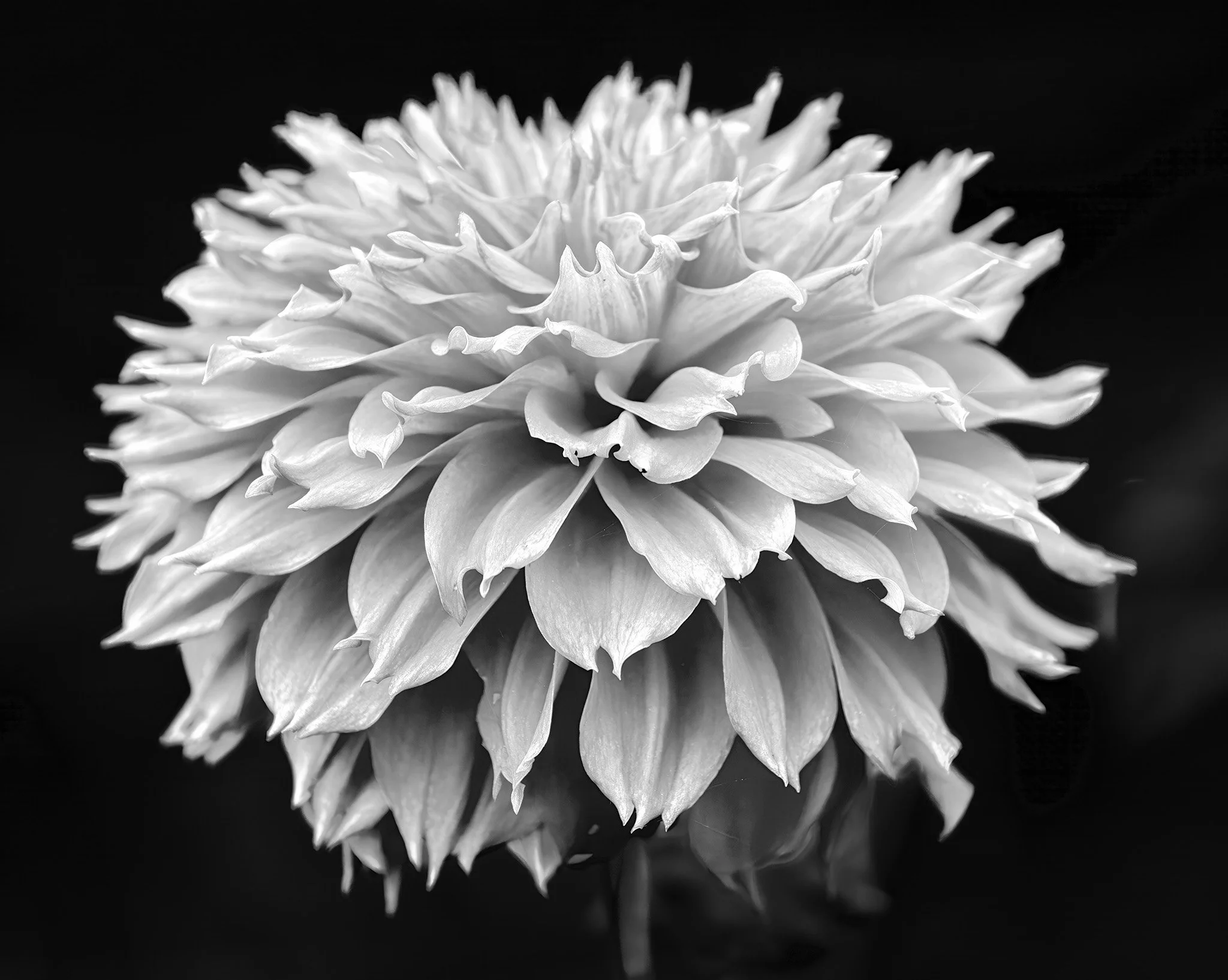 250922  Dahlias  20-1 bw.jpg
