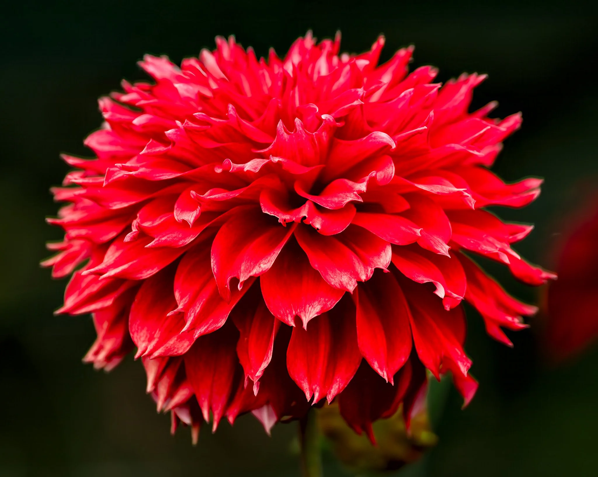 250922  Dahlias  20-1.jpg