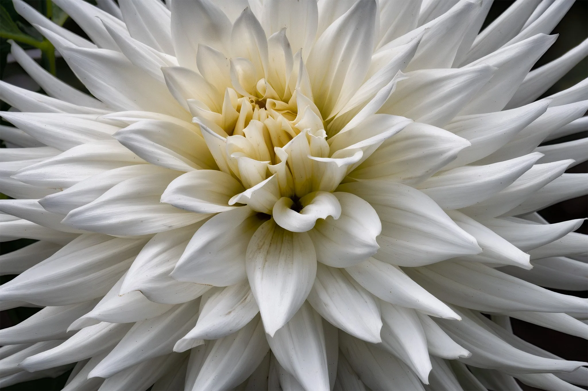 250904  Dahlias  21-1.jpg