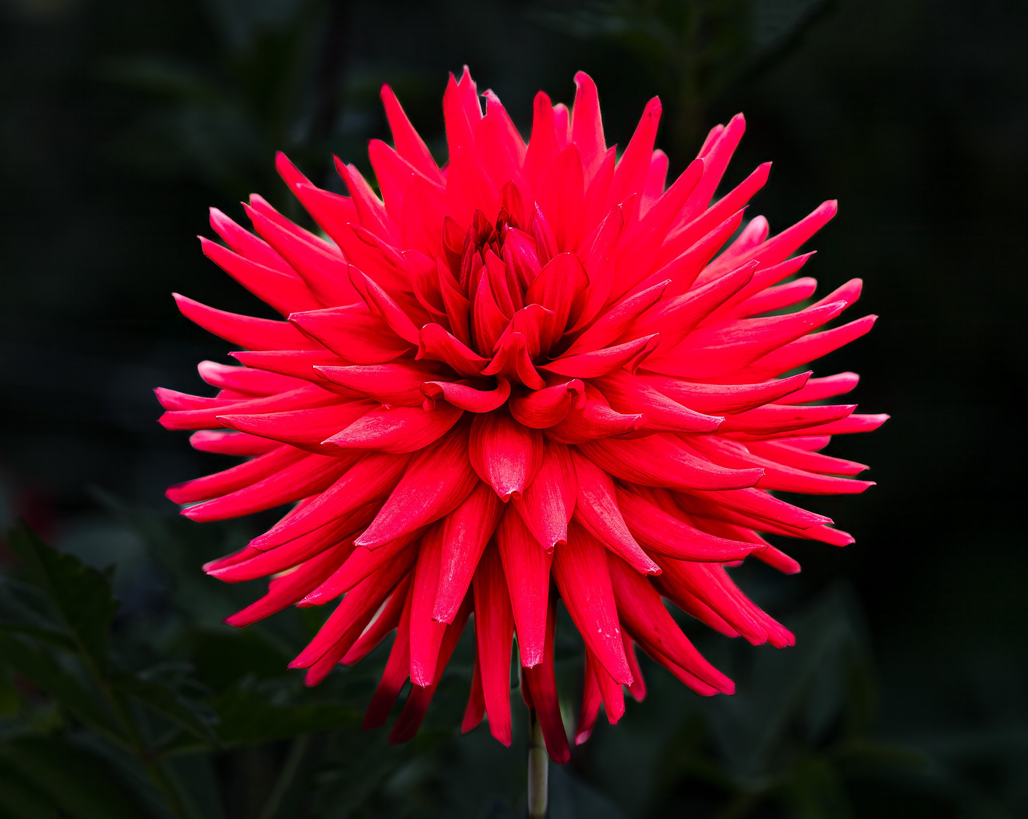 250910  Dahlias  51-1 cln.jpg