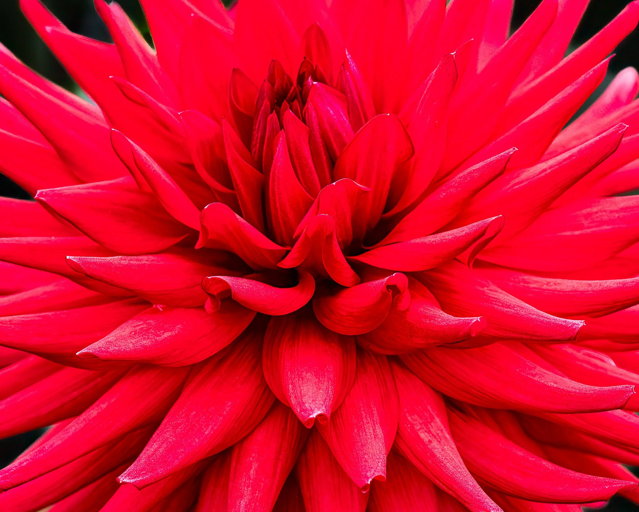 250910  Dahlias  51-1 cln cr.jpg