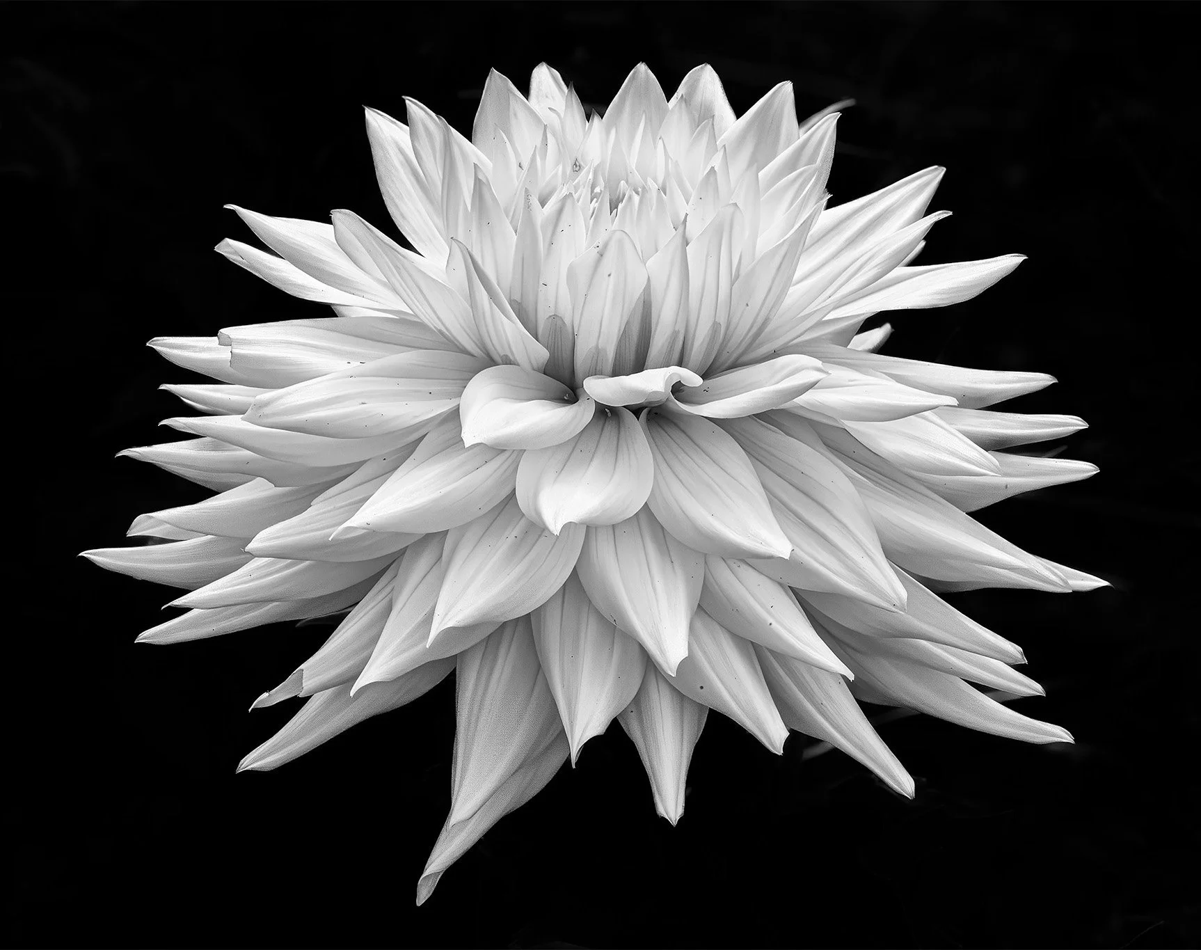 Dahlia Explosion, 2026 Maryland Federation of Art Lowe House Exhibit (Juror's Choice award).