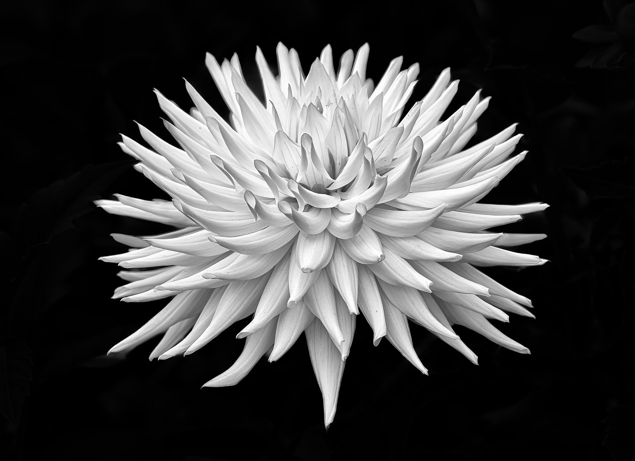 250922  Dahlias  45-1 bw.jpg