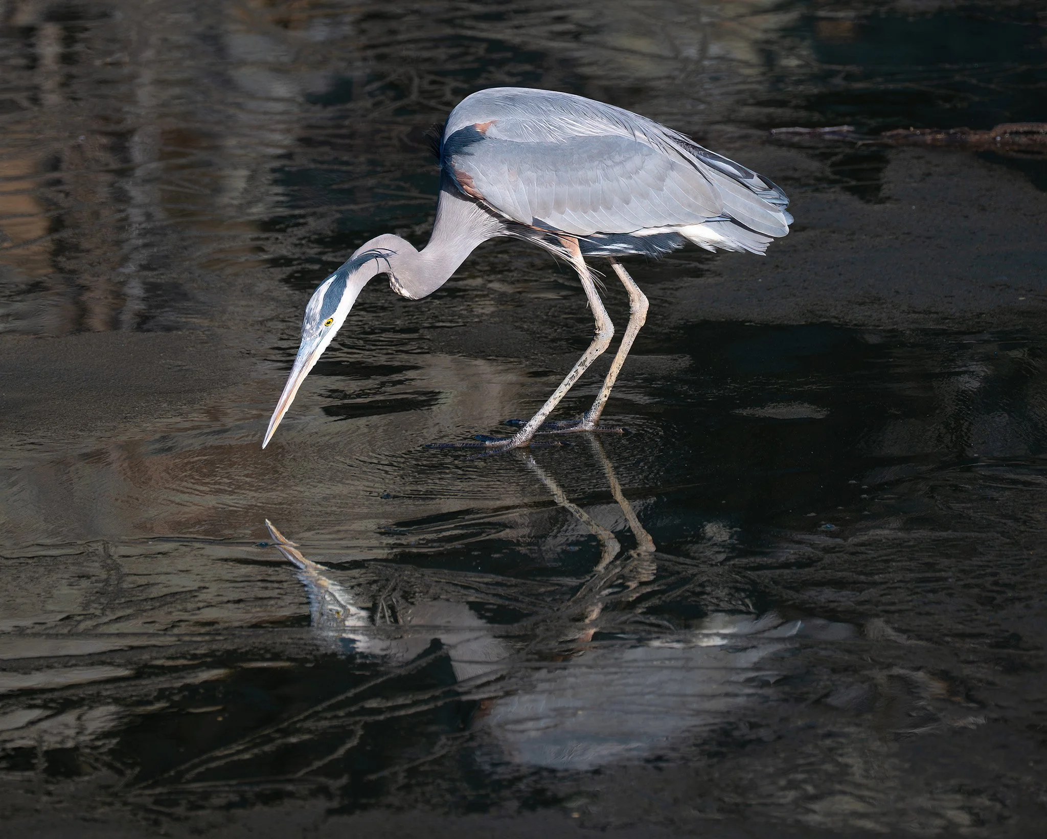 260107  GF Heron  10-1.jpg