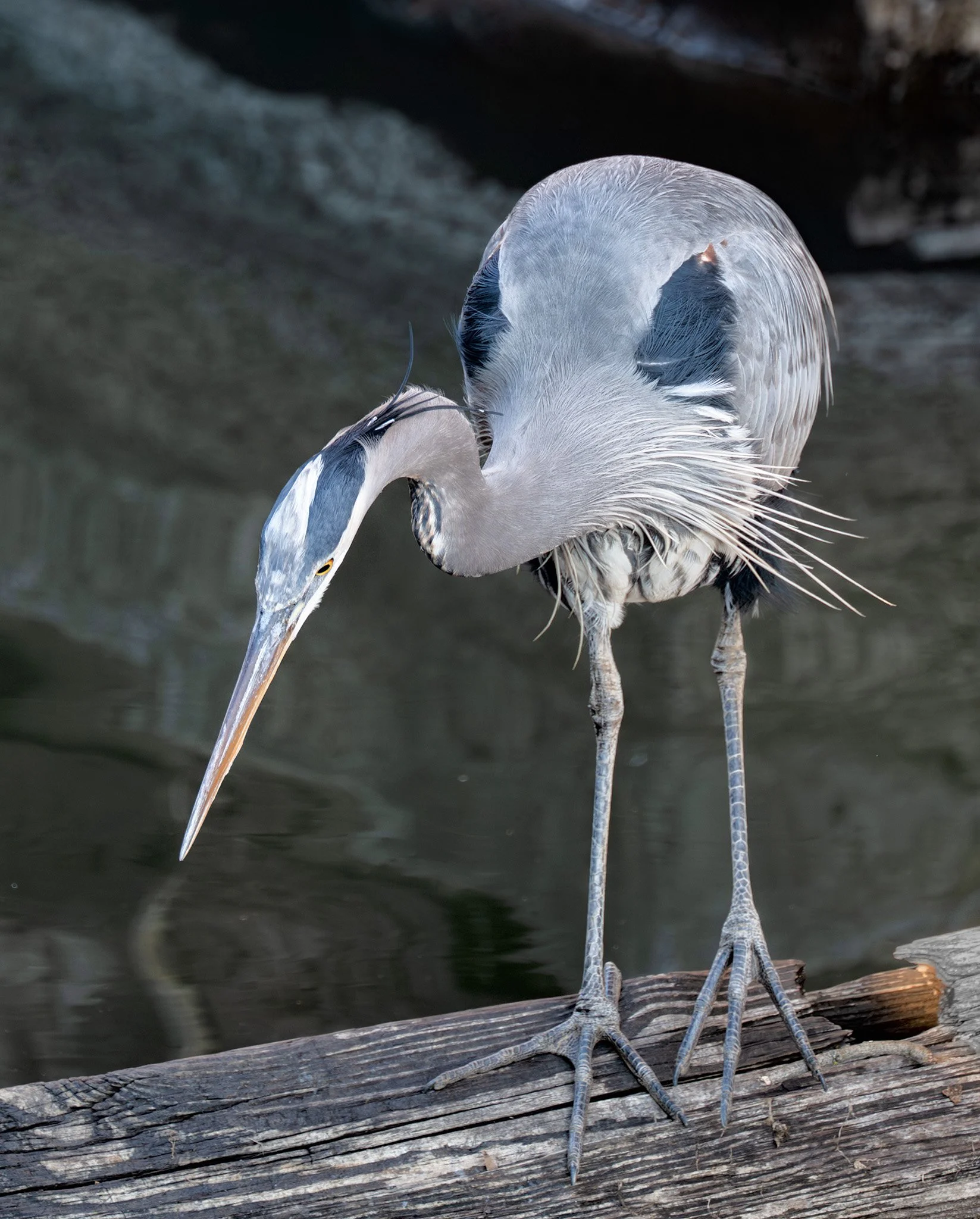 260112  GF Heron  04-1.jpg