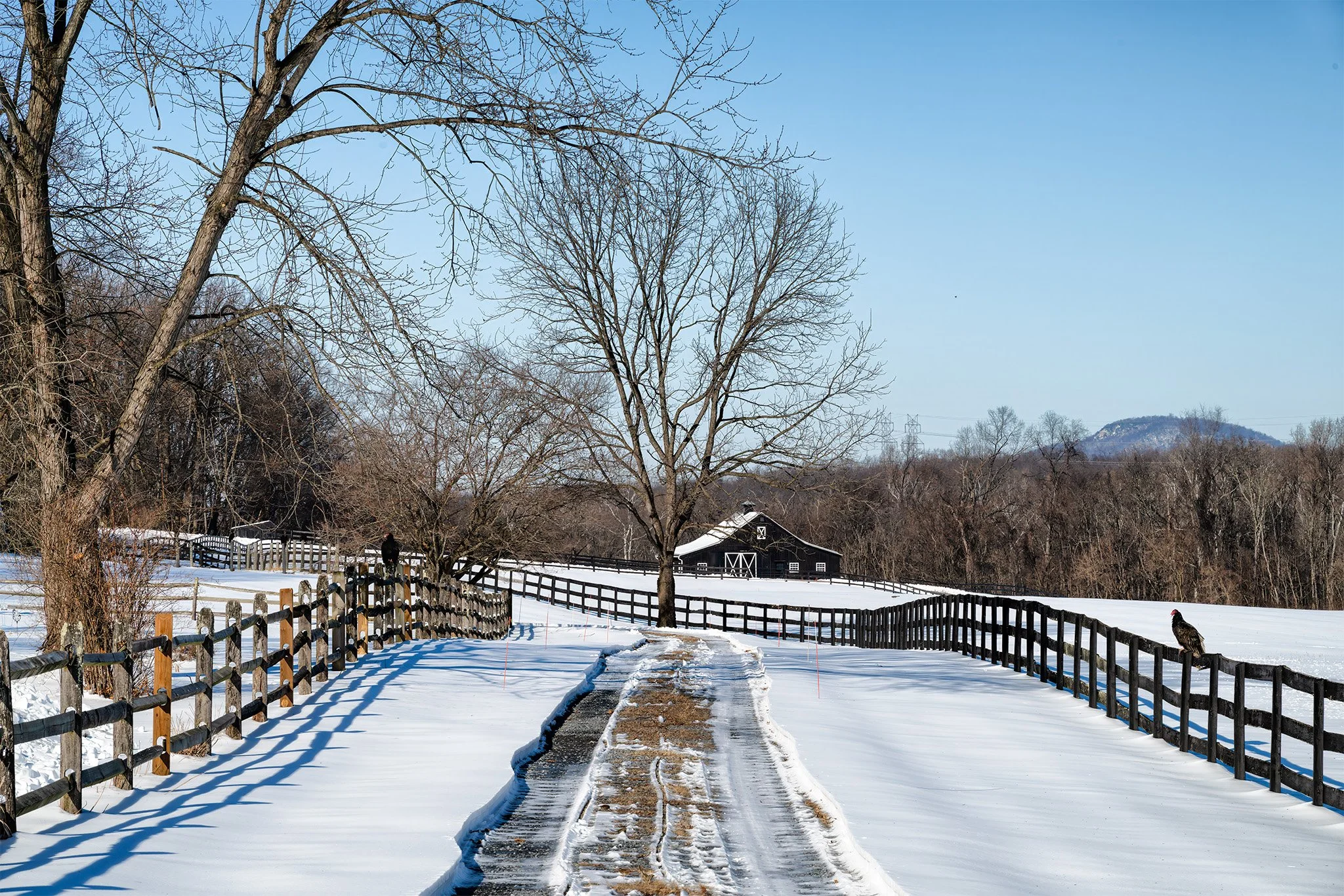 260202  MoCo Snow  24-1.jpg