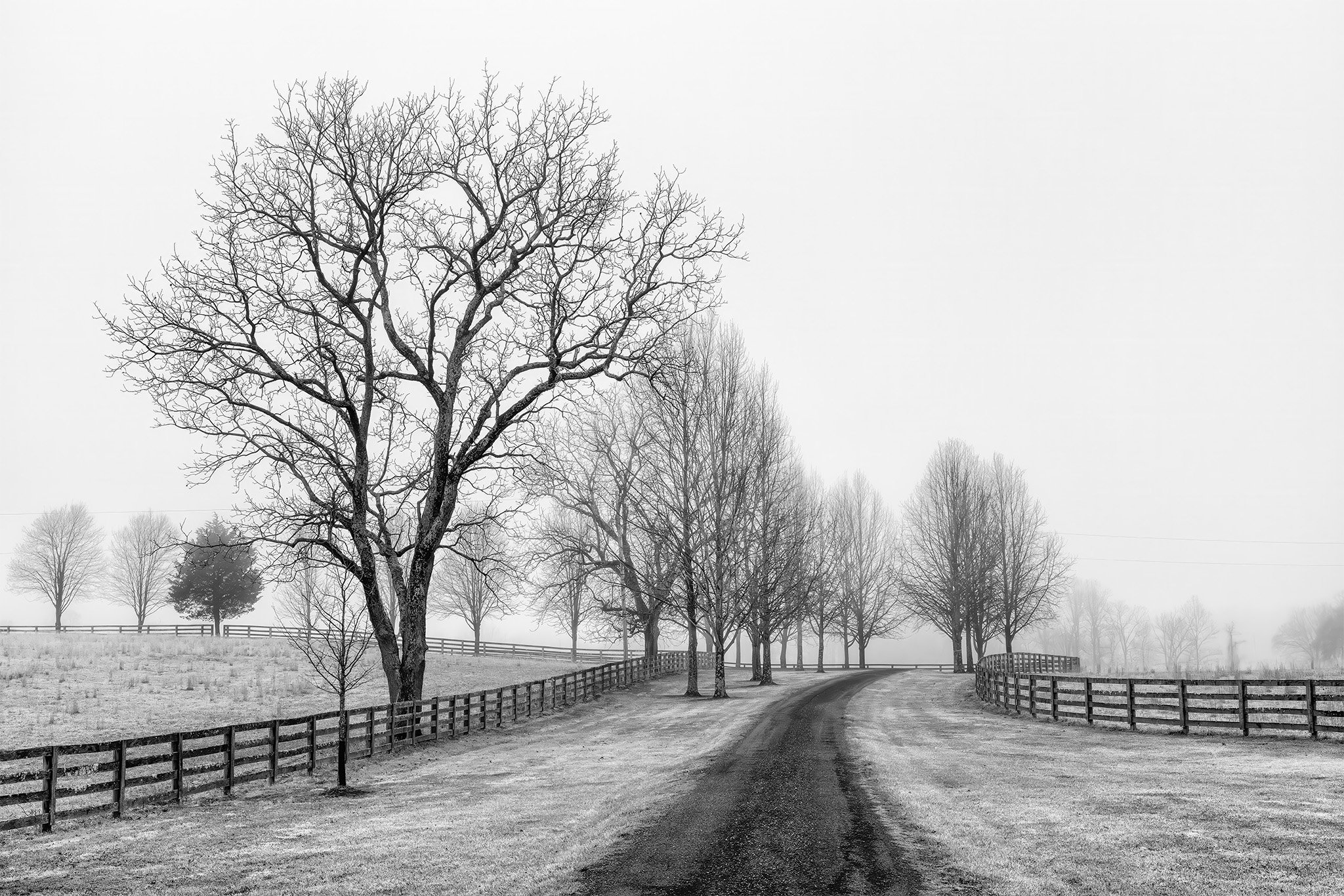 260307  MoCo Fog  14-1 bw.jpg