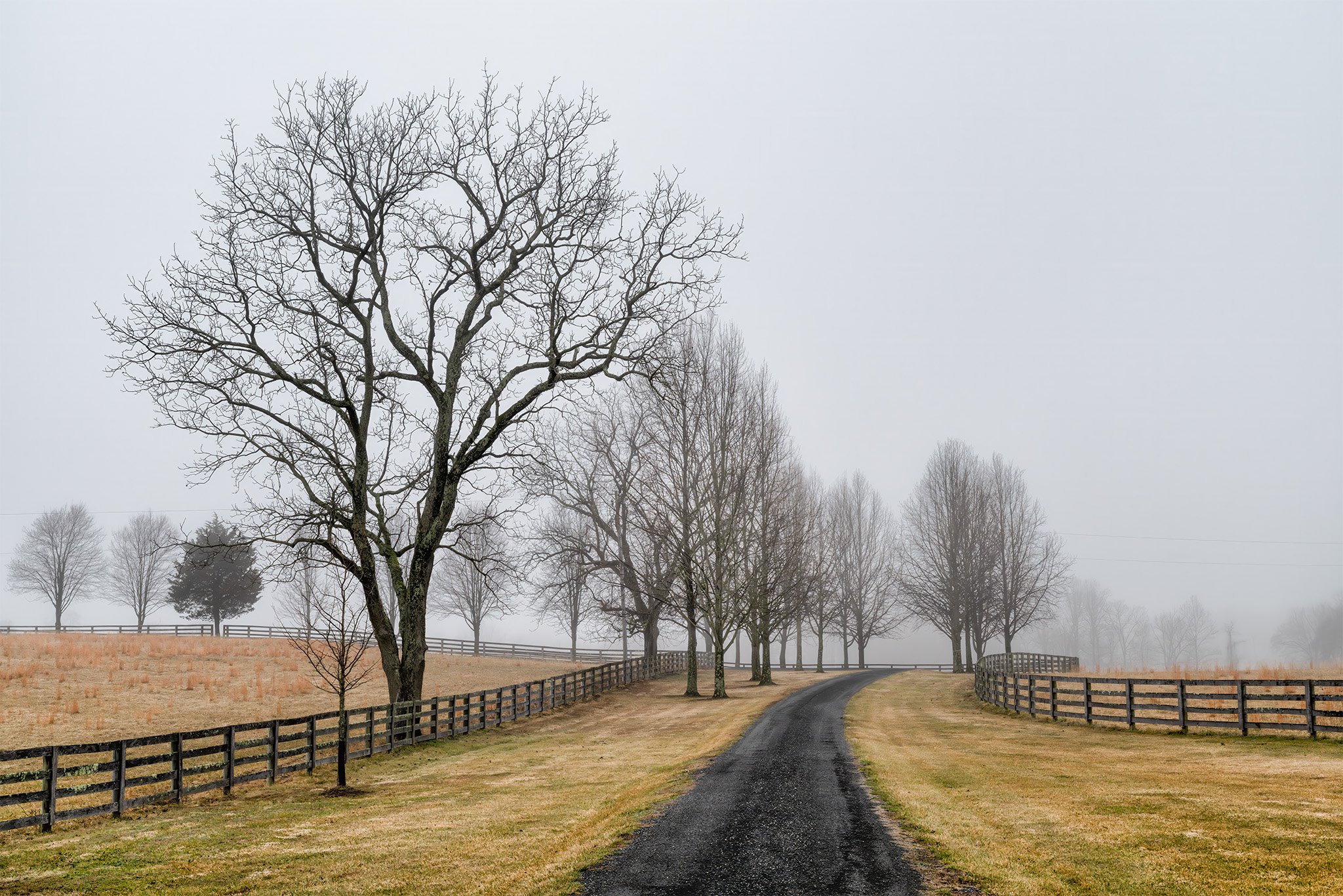 260307  MoCo Fog  14-1.jpg