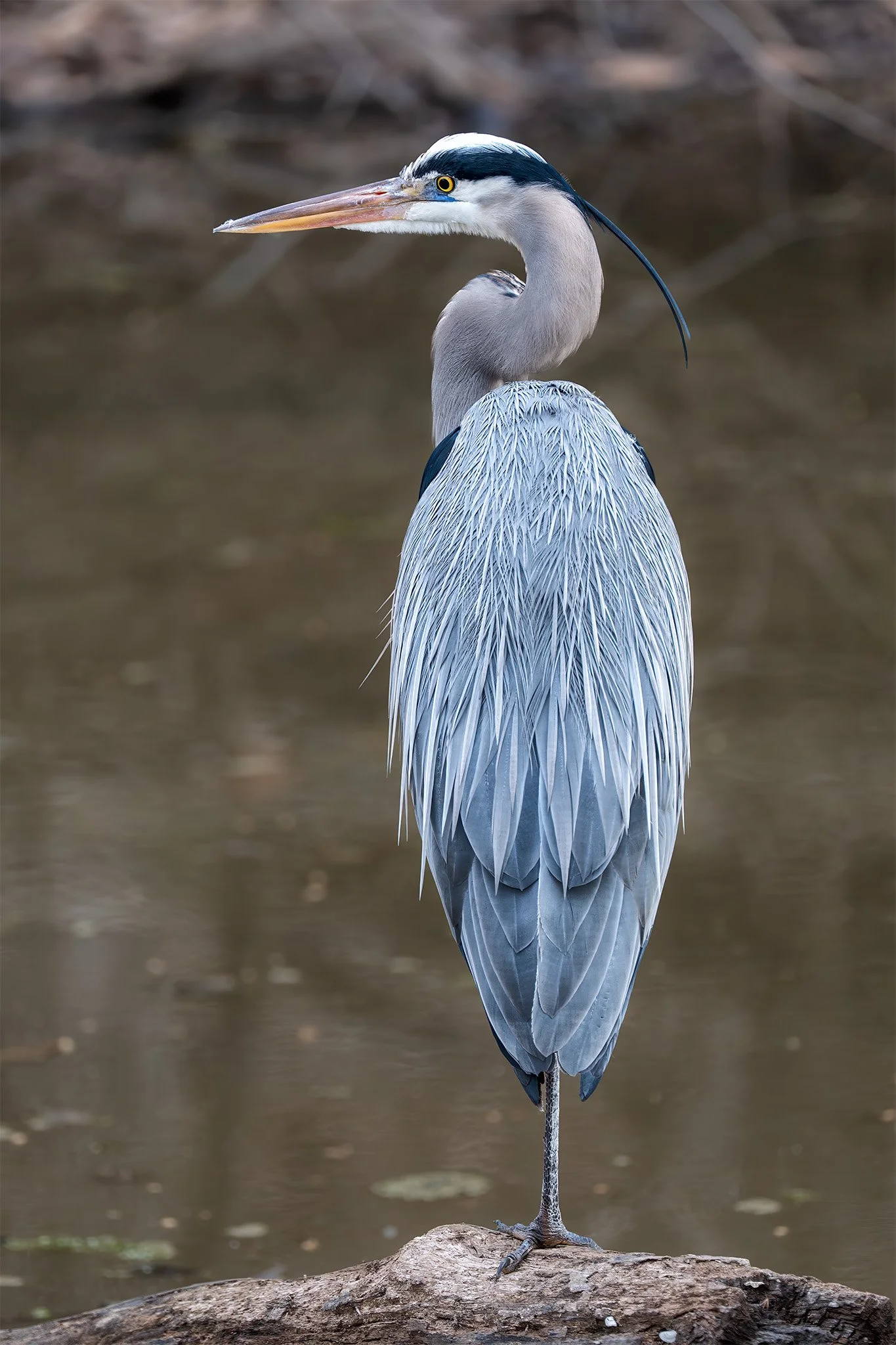 260311  Pennyfield Heron   03-1.jpg