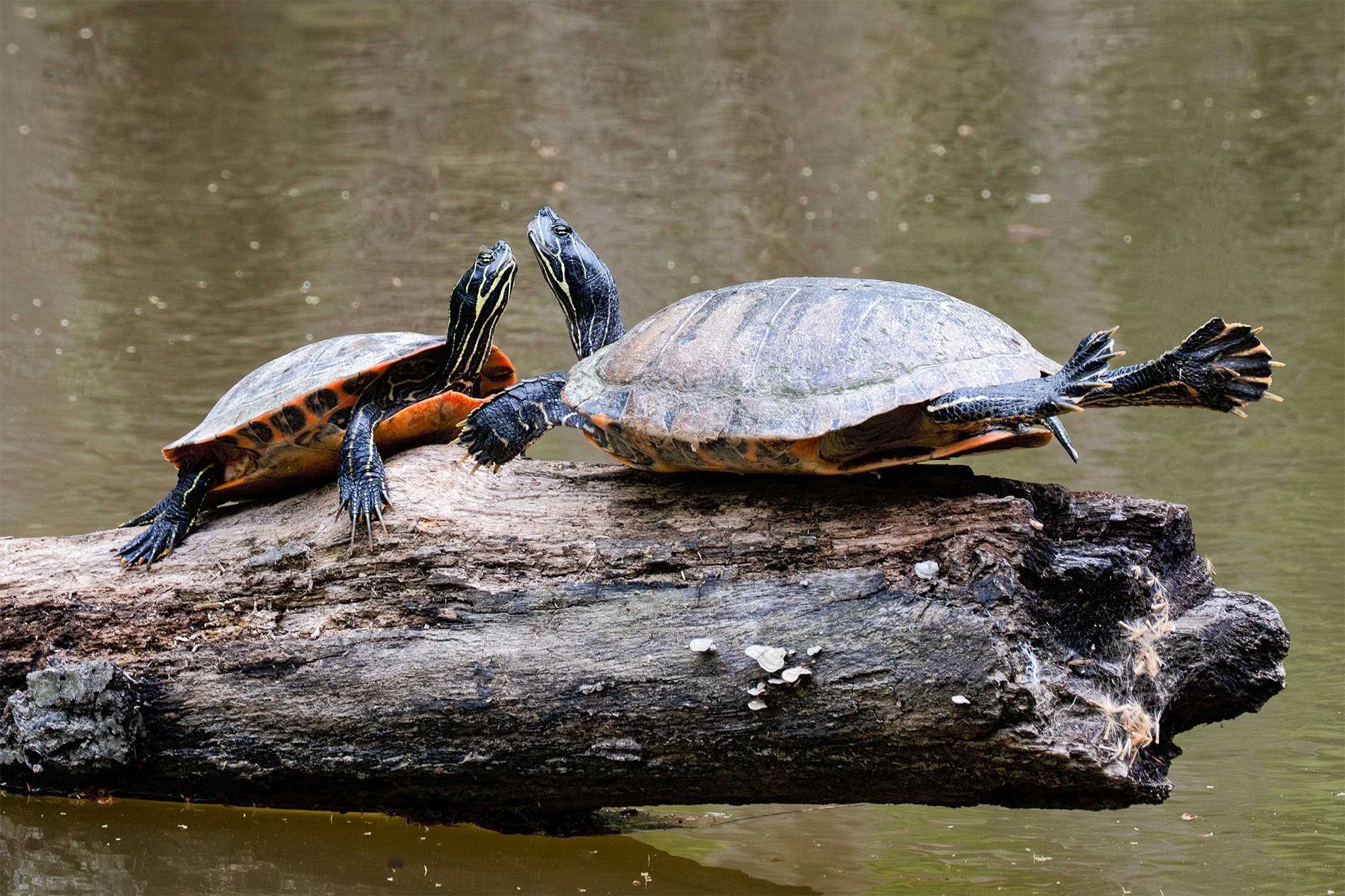 260413  Turtles  03-1.jpg