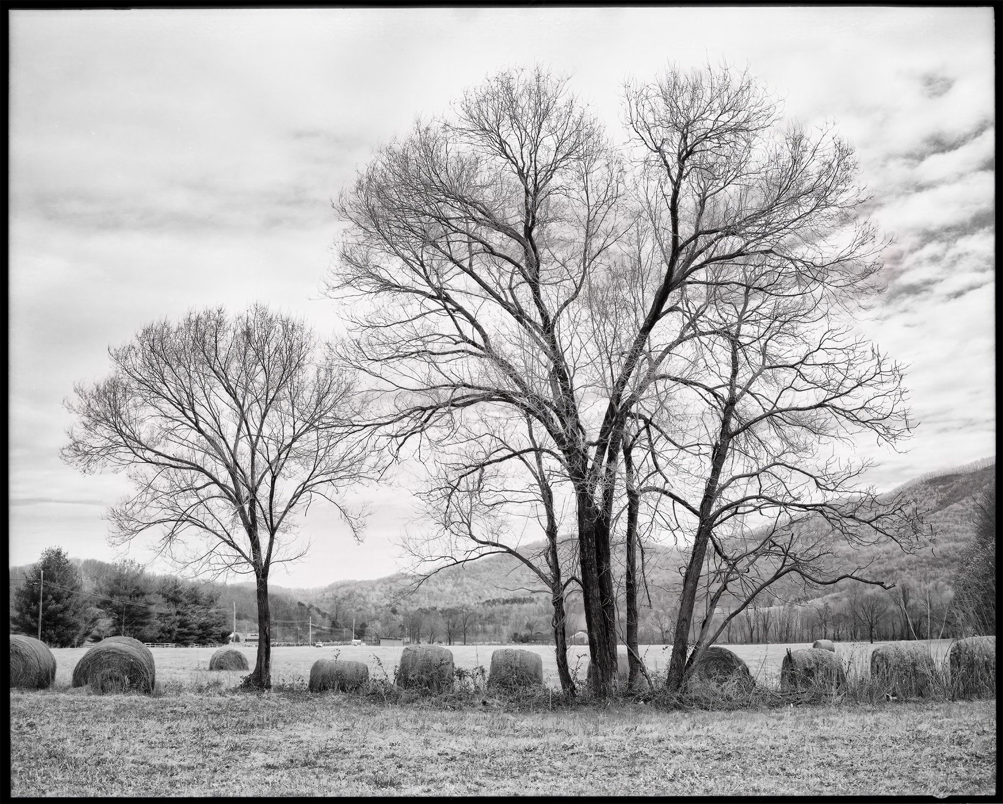 Nellysford Trees 20260425_14341952.jpg
