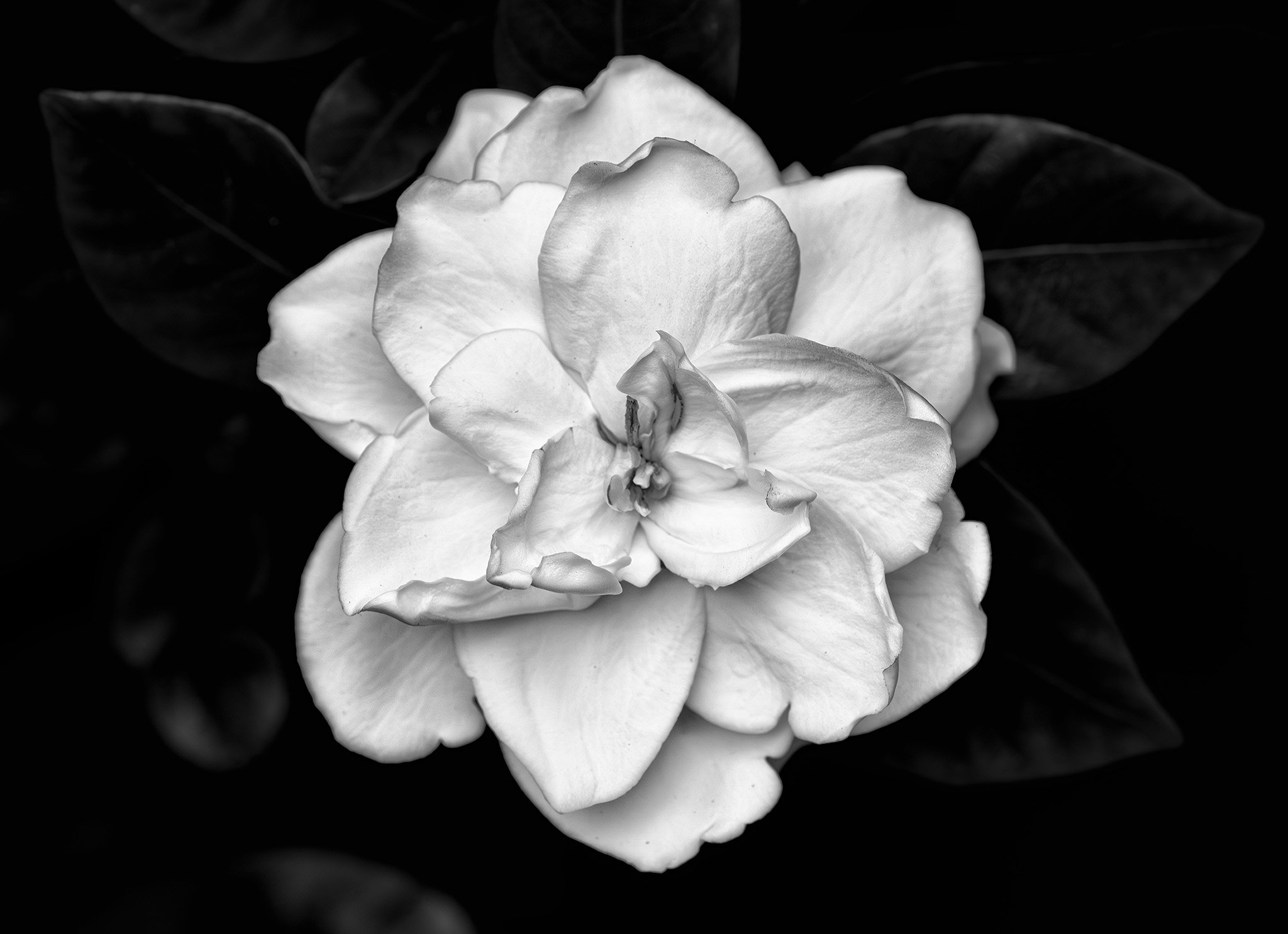 260426  Brookside  05-1 bw.jpg