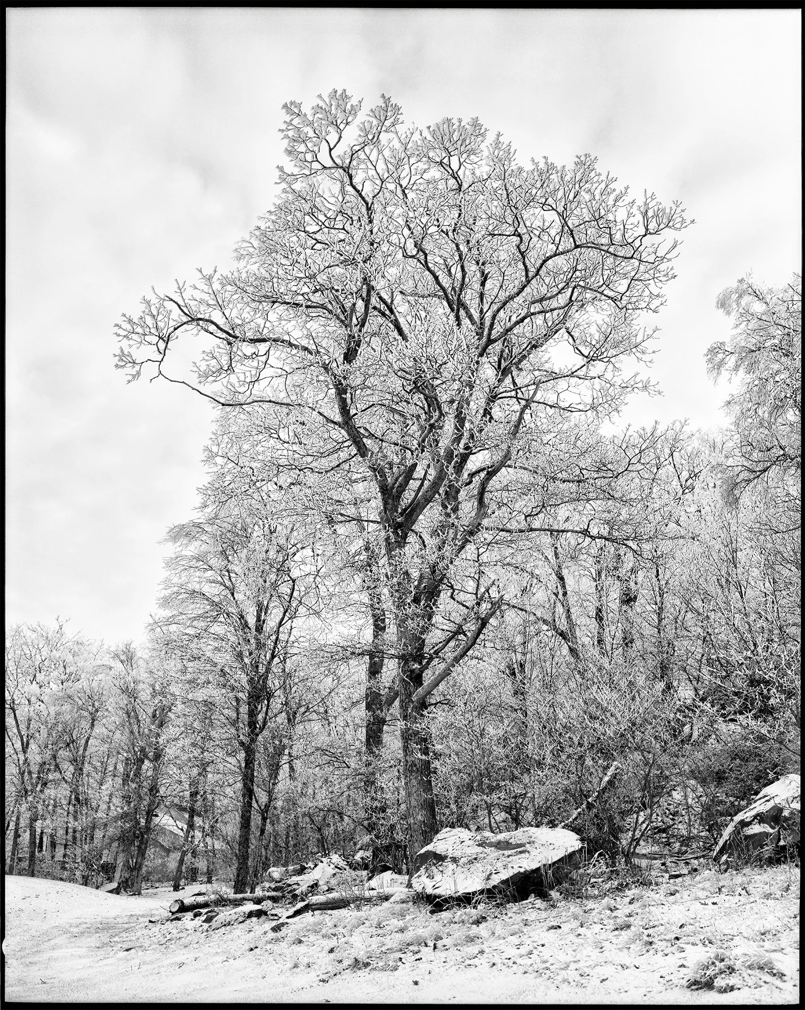 Wintergreen Oak 20260430_19564757.jpg
