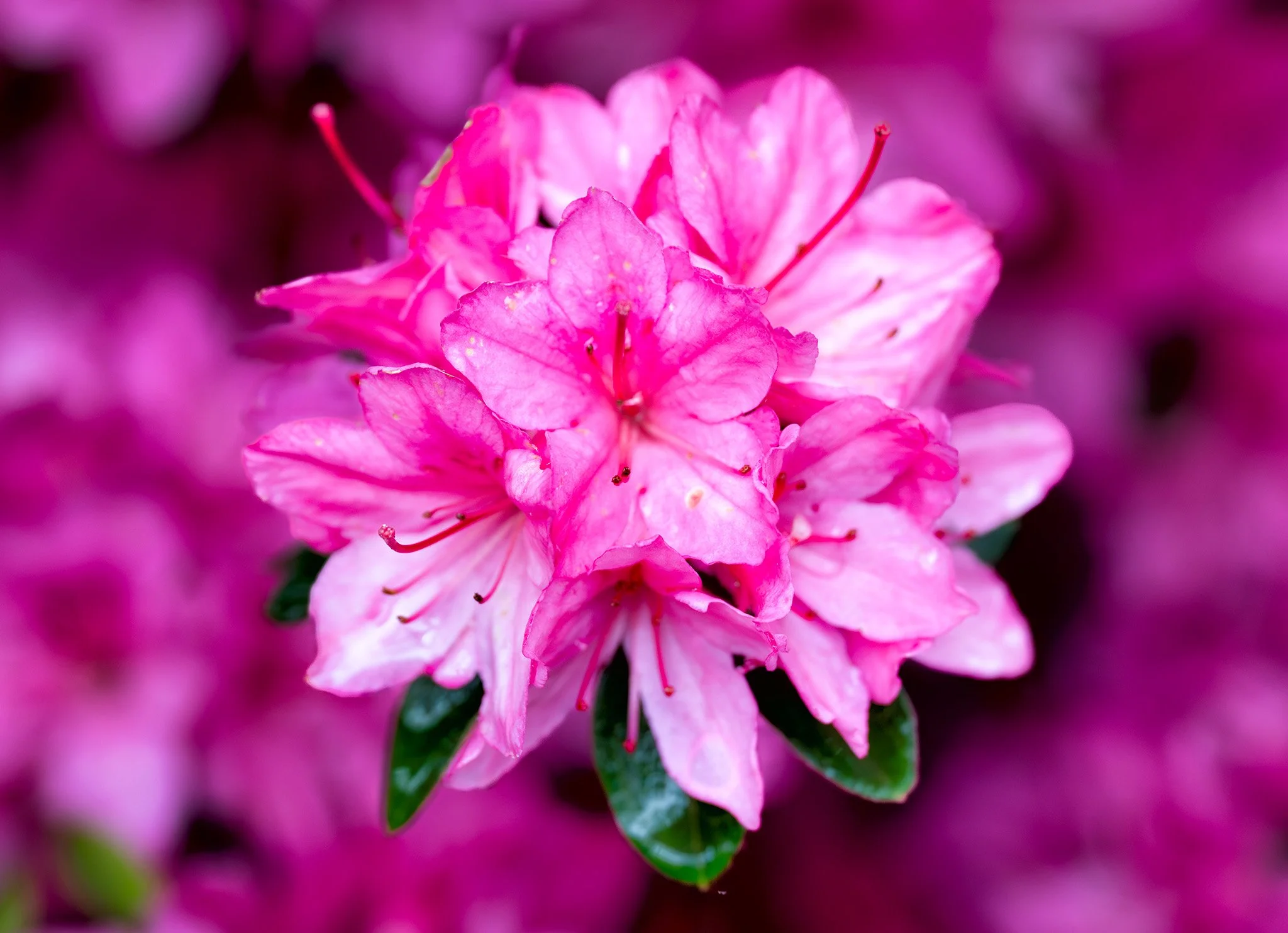 260426  Brookside  08-1.jpg