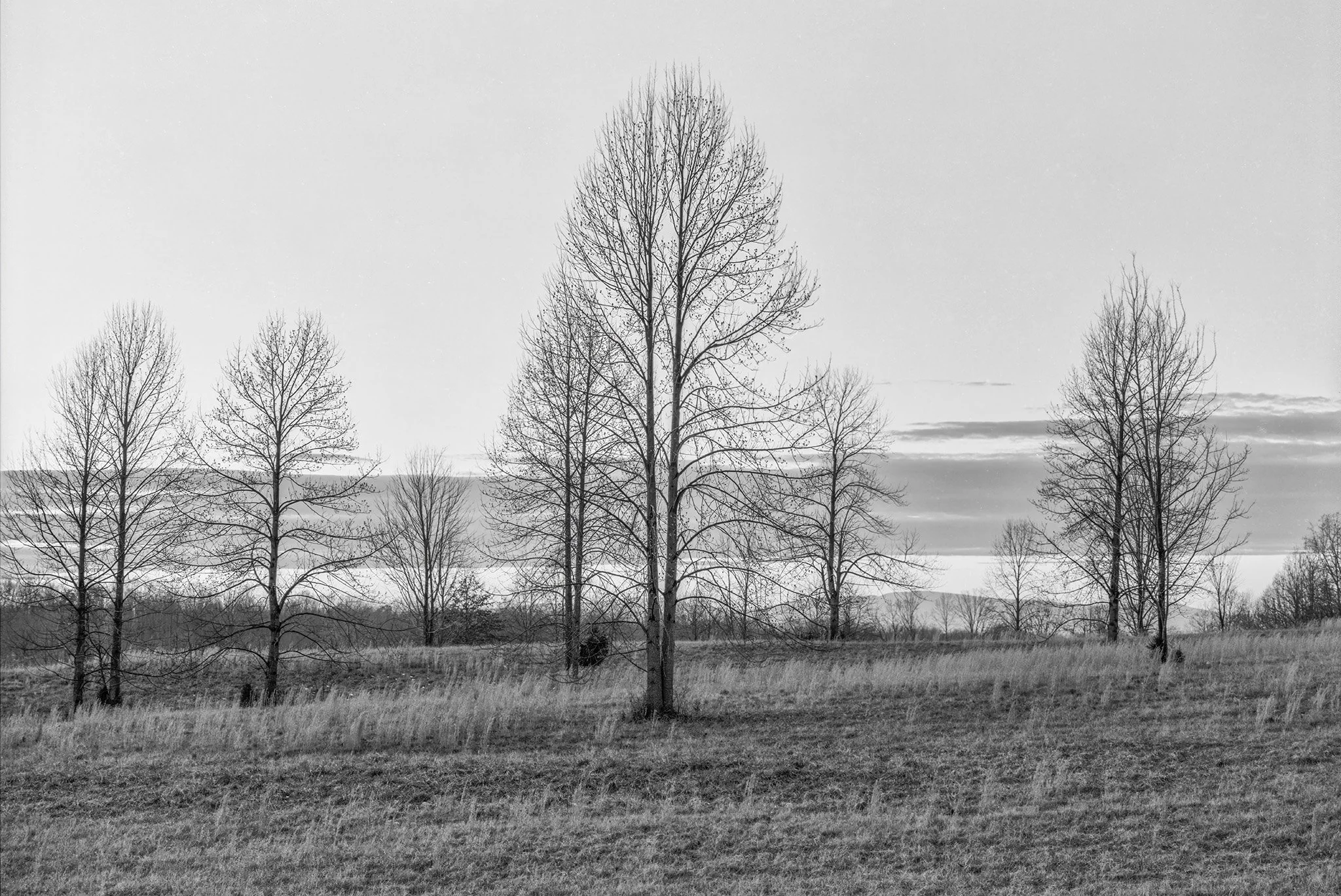 Rt 29 Trees 20260430_20121539 cr.jpg