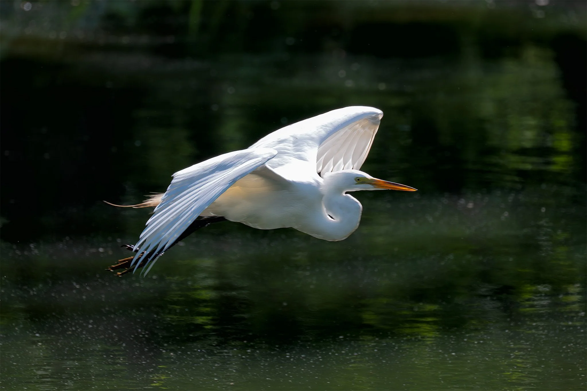 _DSC2889-1.jpg