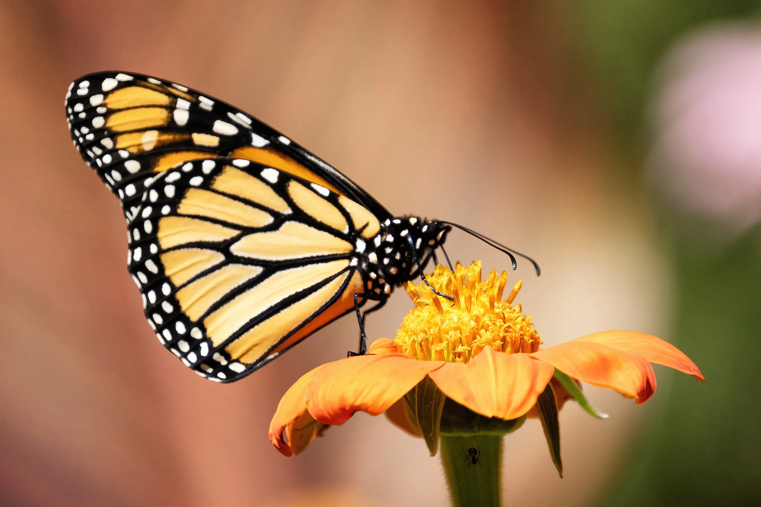 A Brookside Monarch and Zinnia