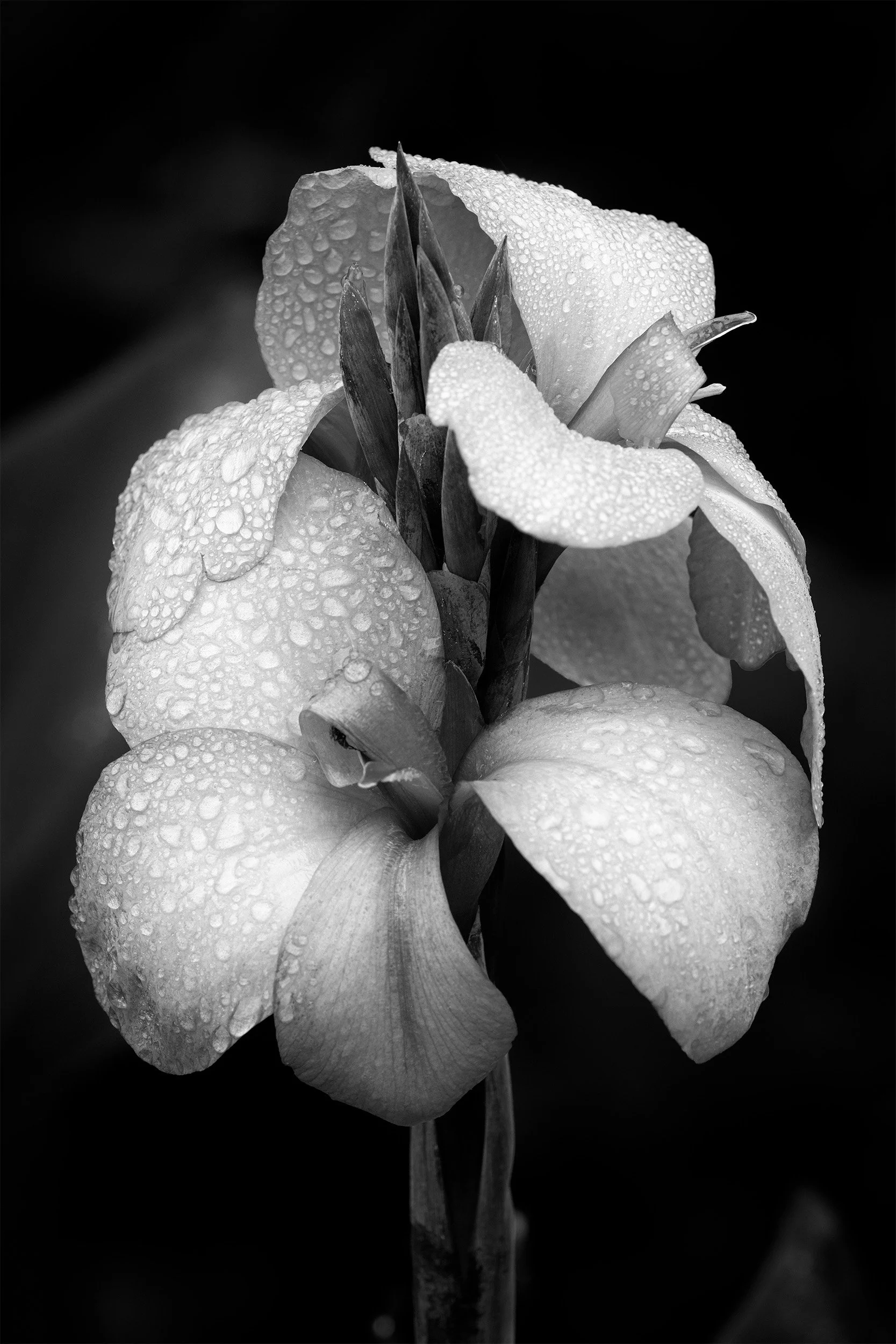 A Brookside Iris in the Rain