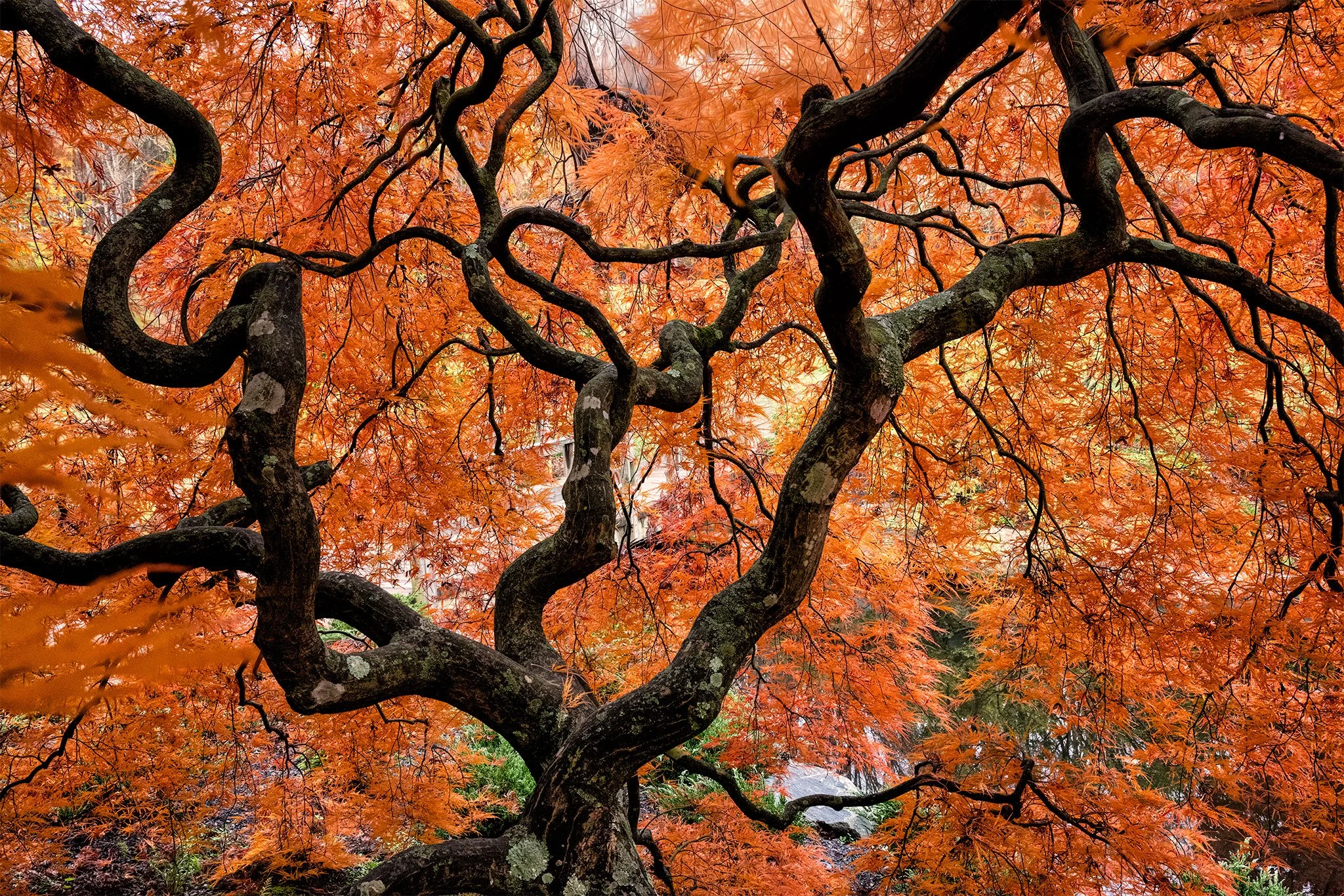 A Japanese Maple in Autumn 