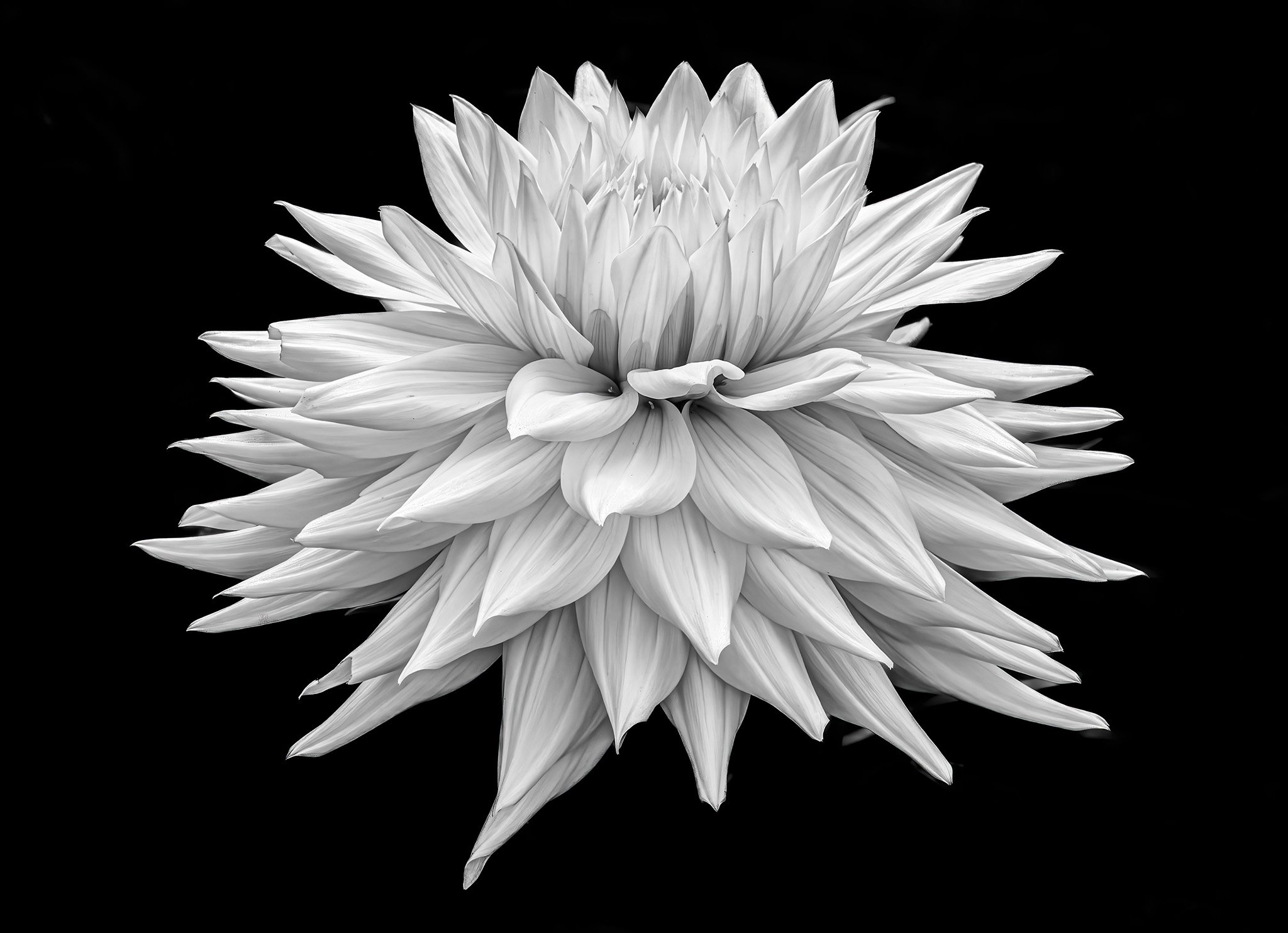 Dahlia Explosion