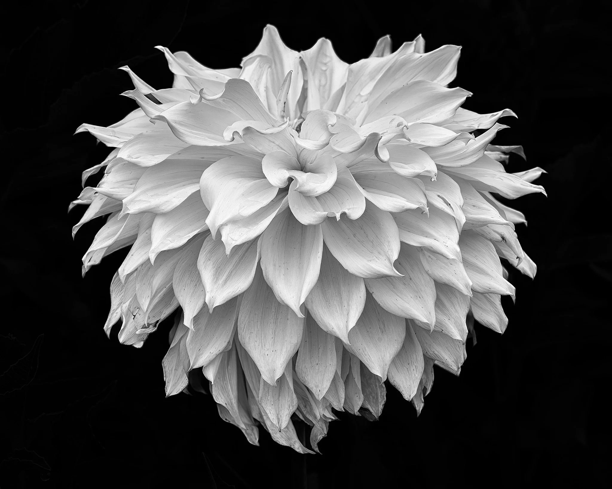 Dahlia Fountain 