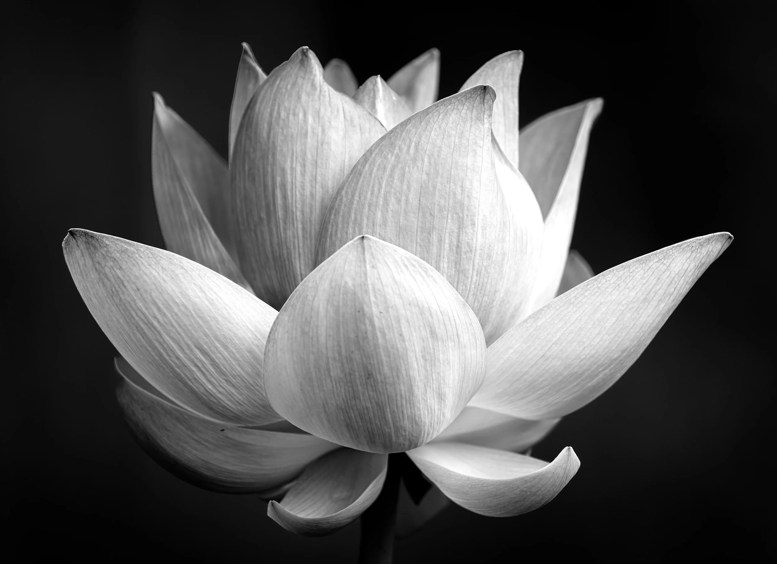 A Perfect Kenilworth Lotus 