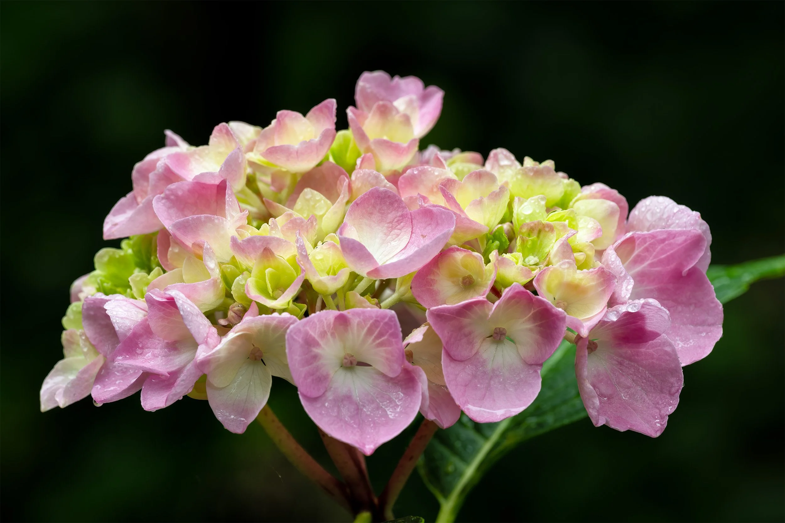 A Brookside Hydrangea