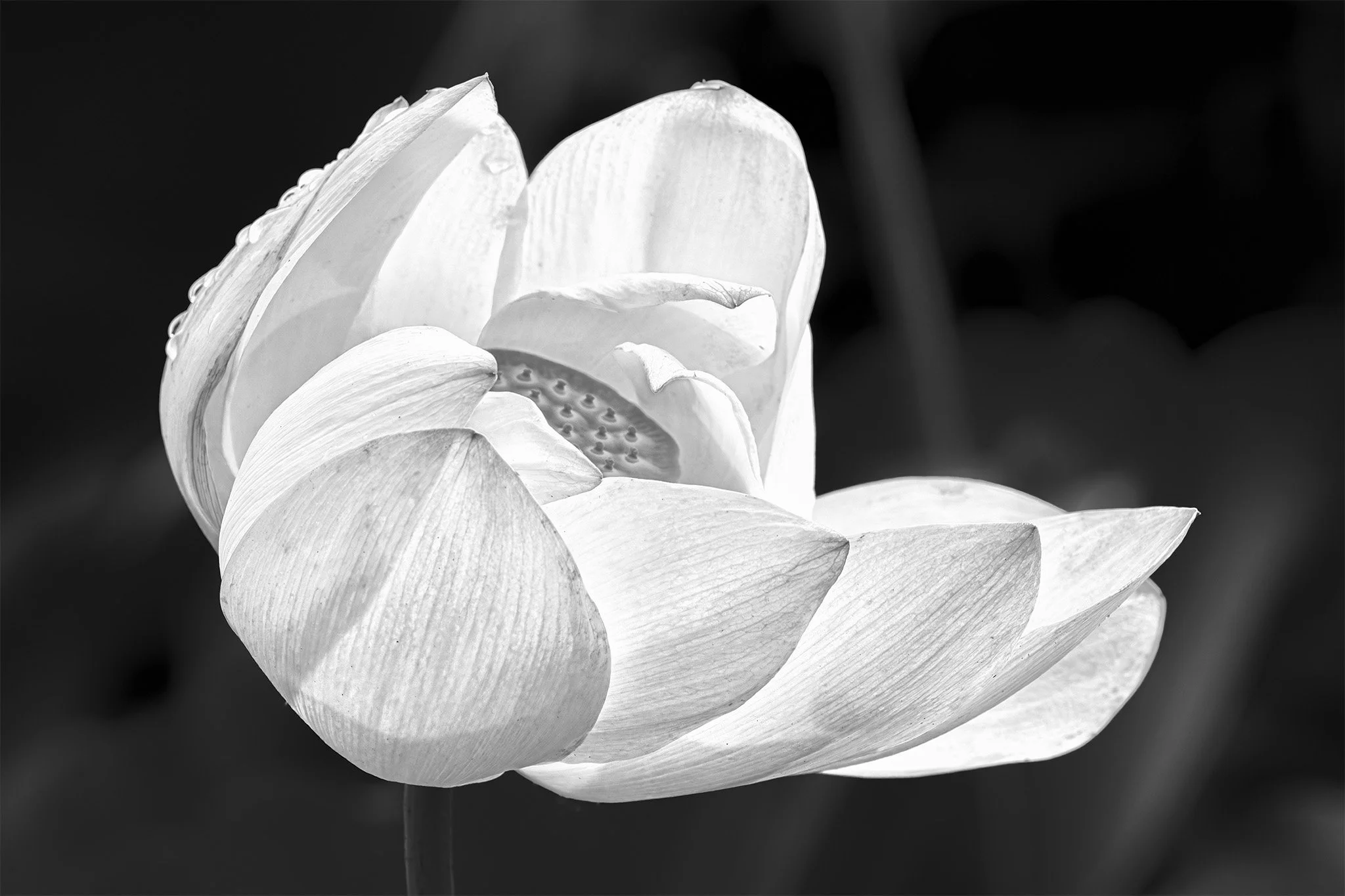 260705  Kenilworth  19-1 bw.jpg