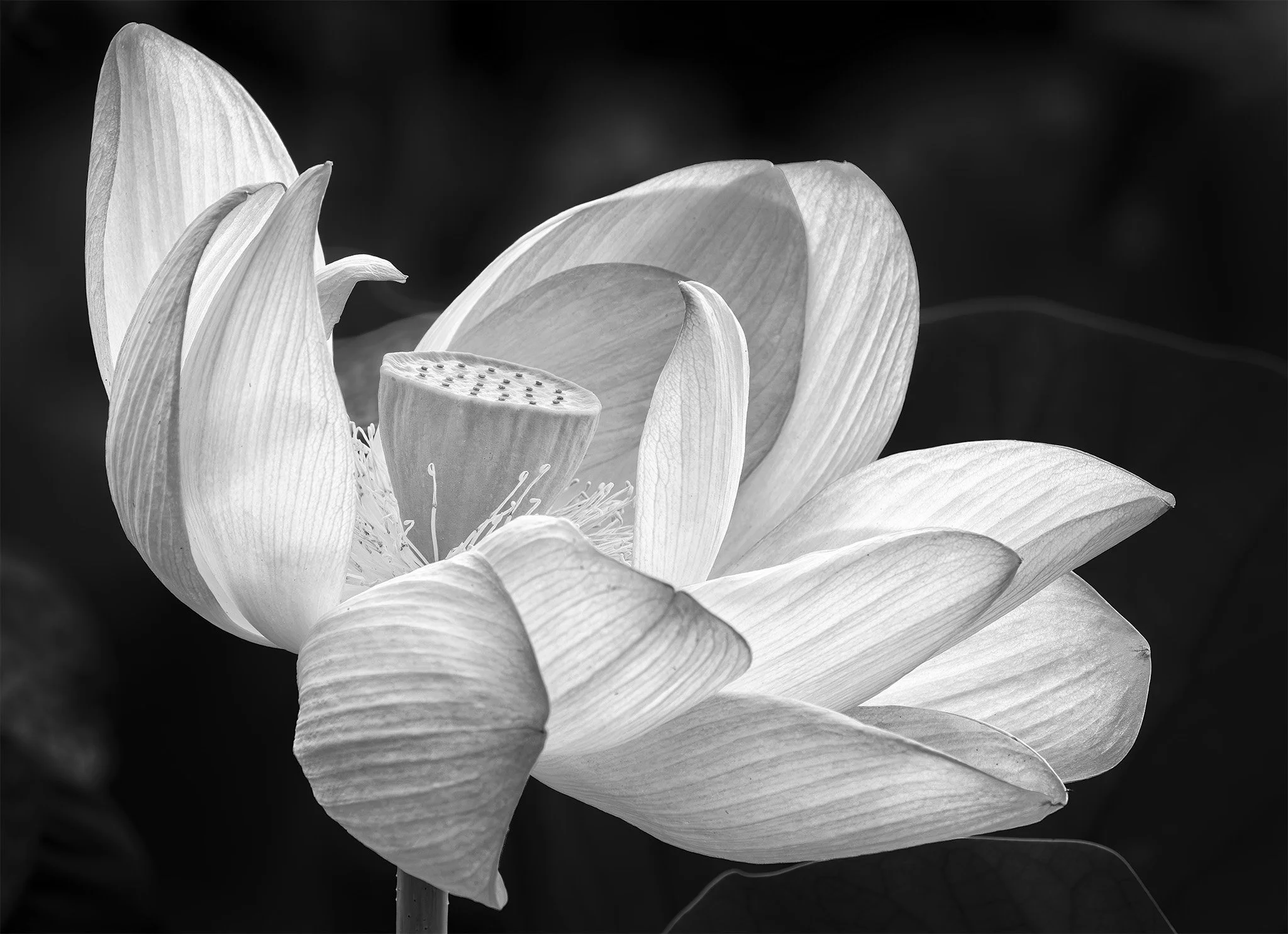 260712  Kenilworth  40-1 bw.jpg