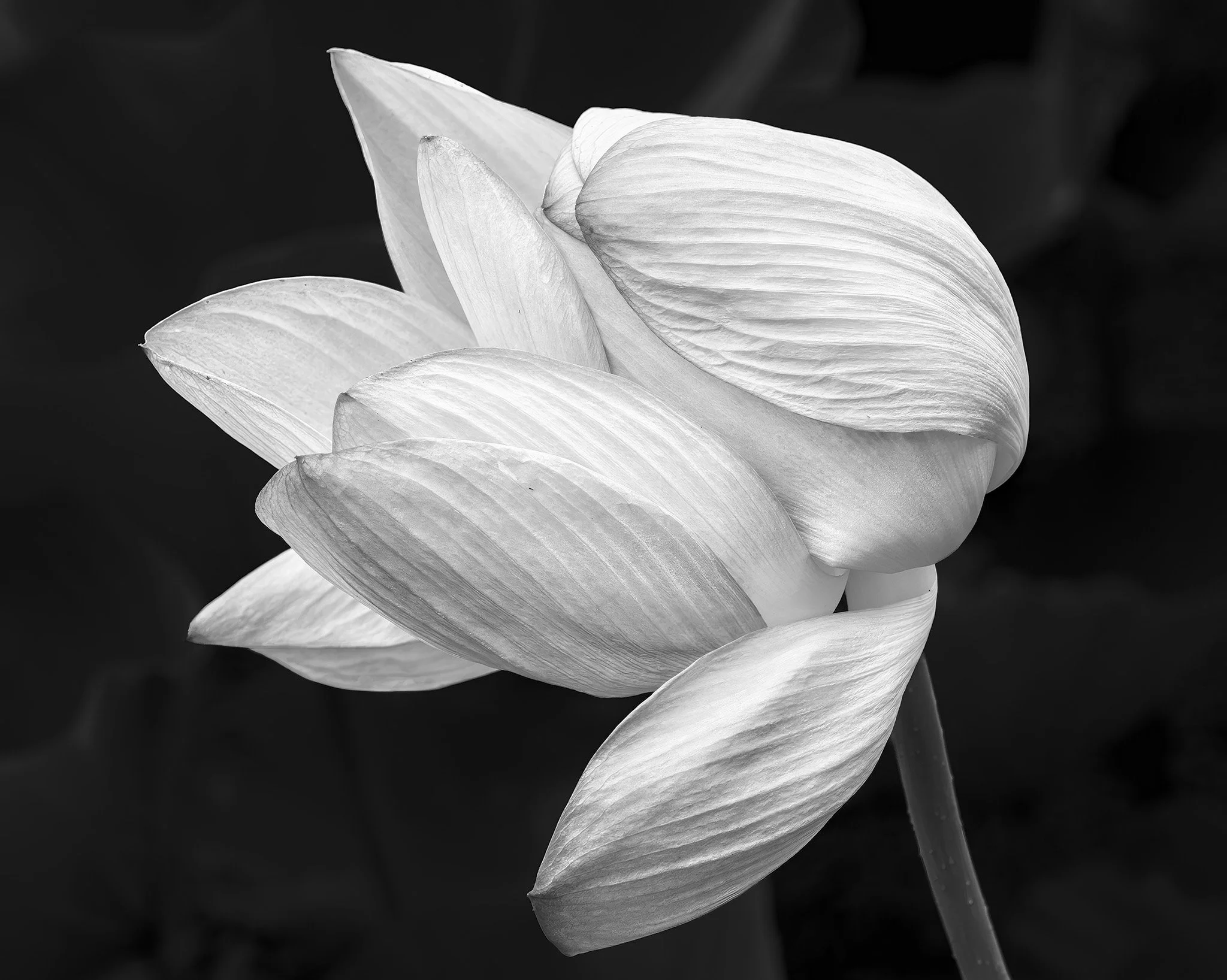 260712  Kenilworth  28-1 bw cr.jpg