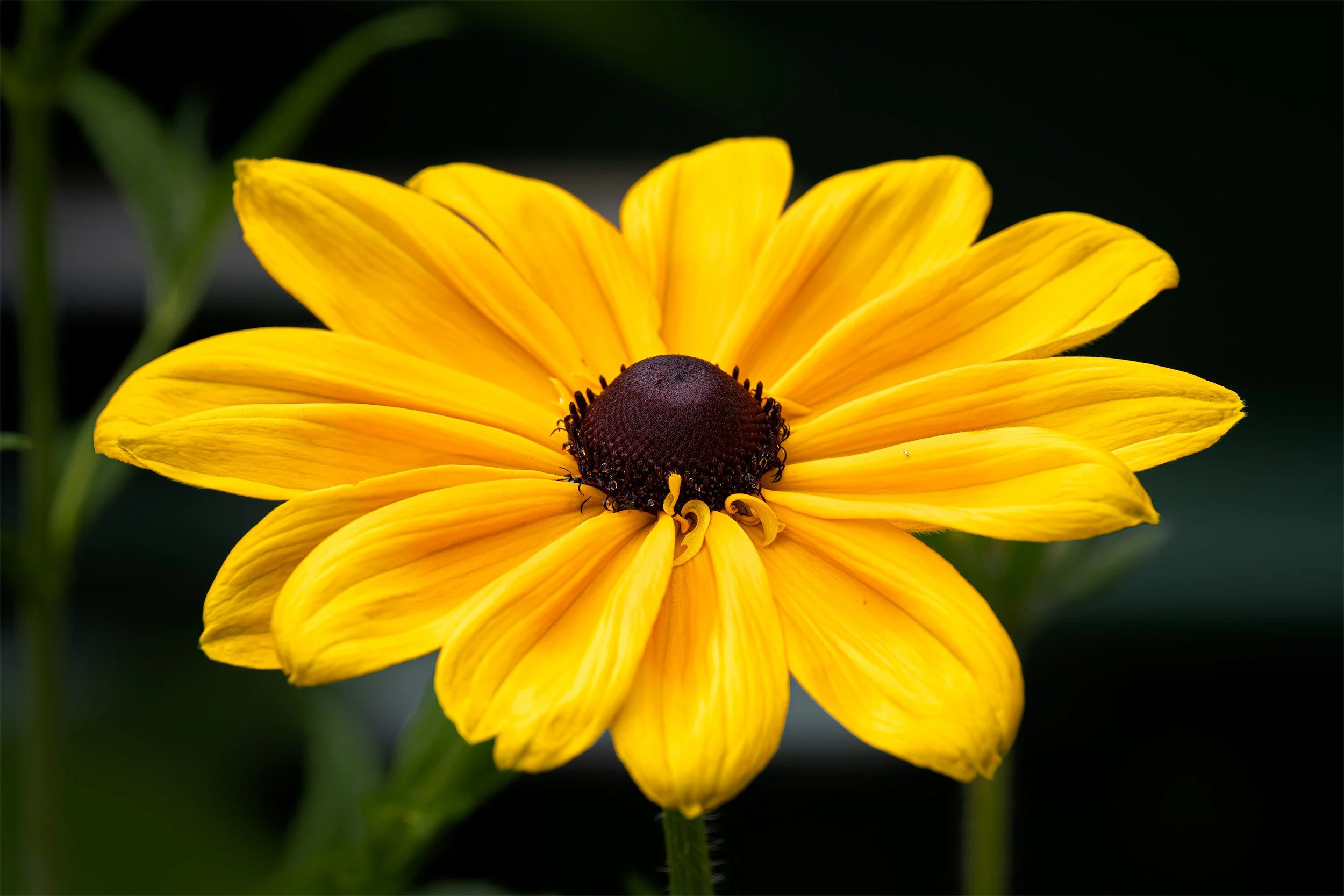A Brookside Sunflower 