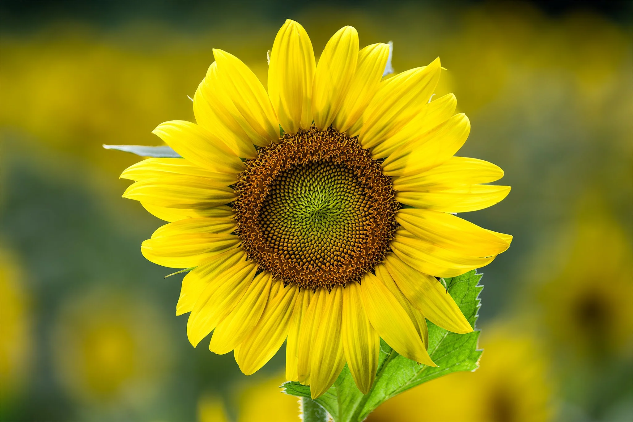 A McKee Beshers Sunflower